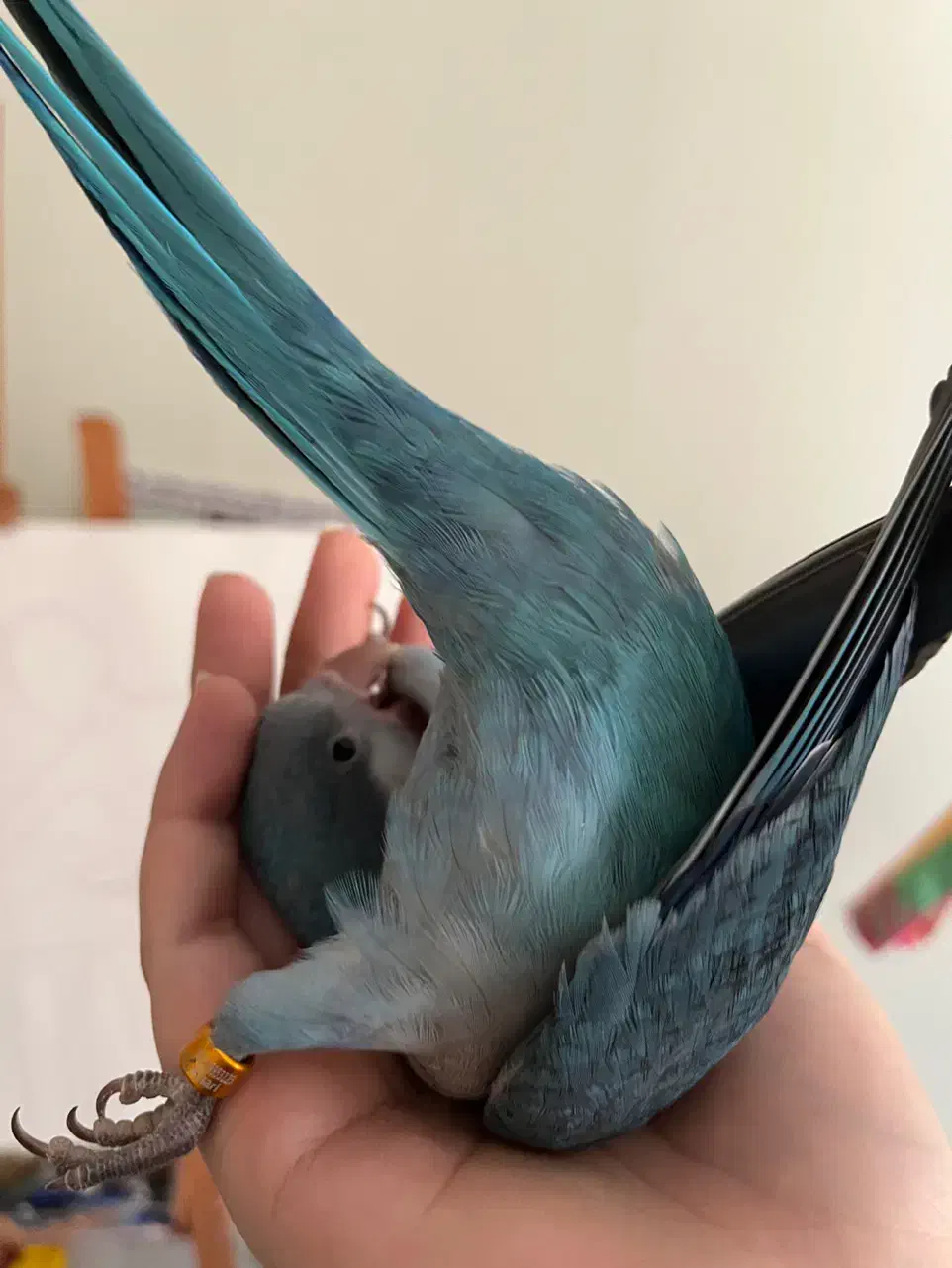 طوطی راهب ۵ ماهه با قفس و کیف حمل و غذا|پرنده|شهریار, شهریار|دیوار