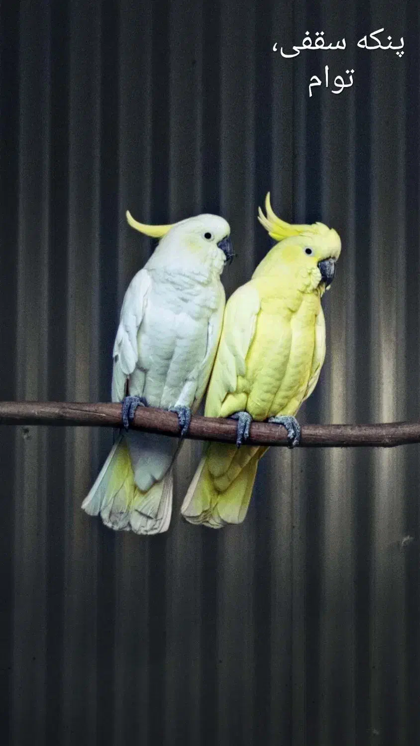 پنکه هوای (سقفی) ت و ا م|پنکه و تصفیهکنندهٔ هوا|سرپل ذهاب, |دیوار