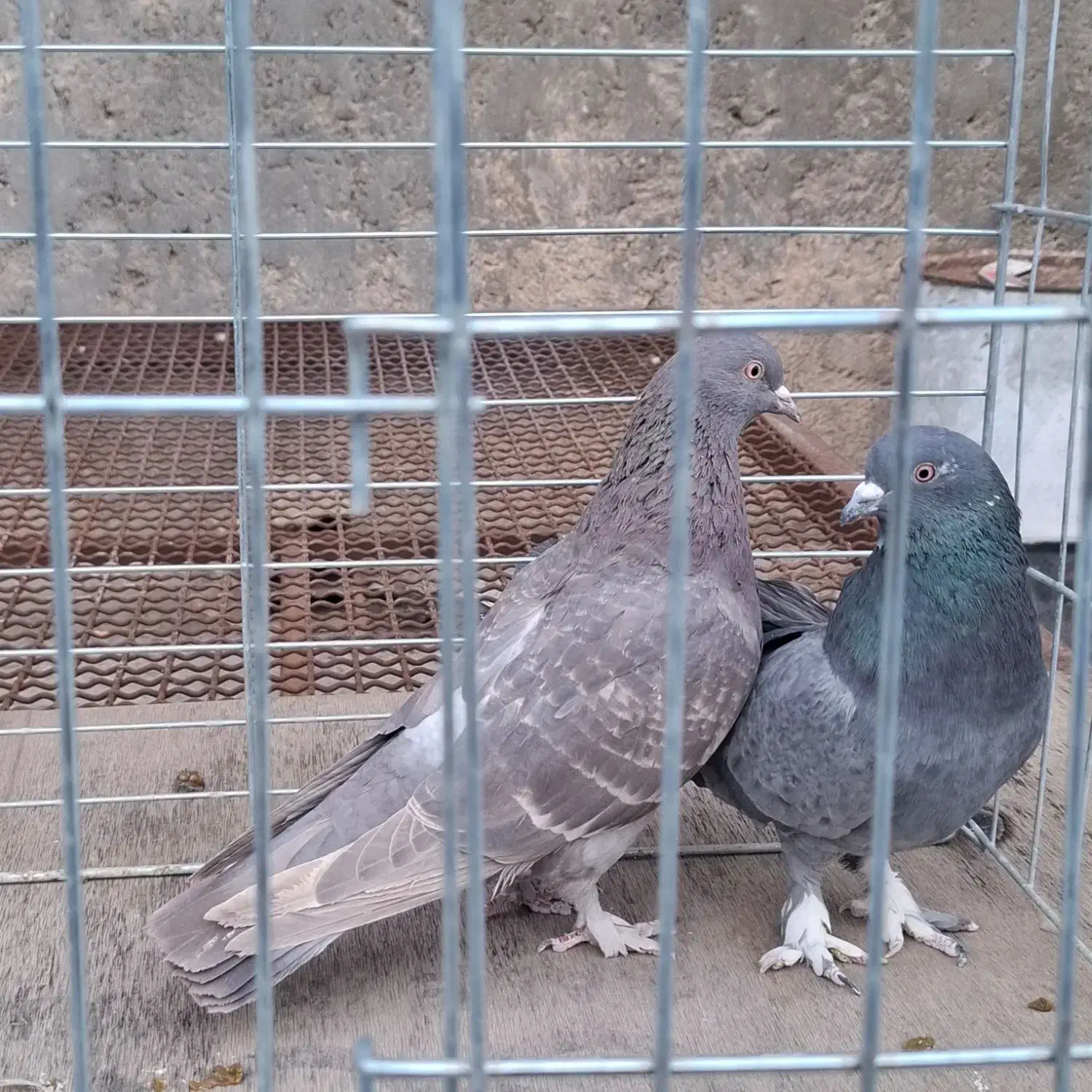 کبوتر پرشی|پرنده|خمینی‌شهر, |دیوار