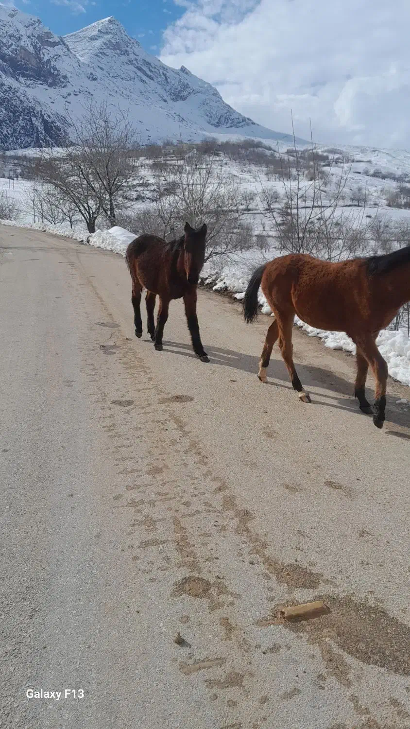 اسب|حیوانات مزرعه|صمصامی, |دیوار