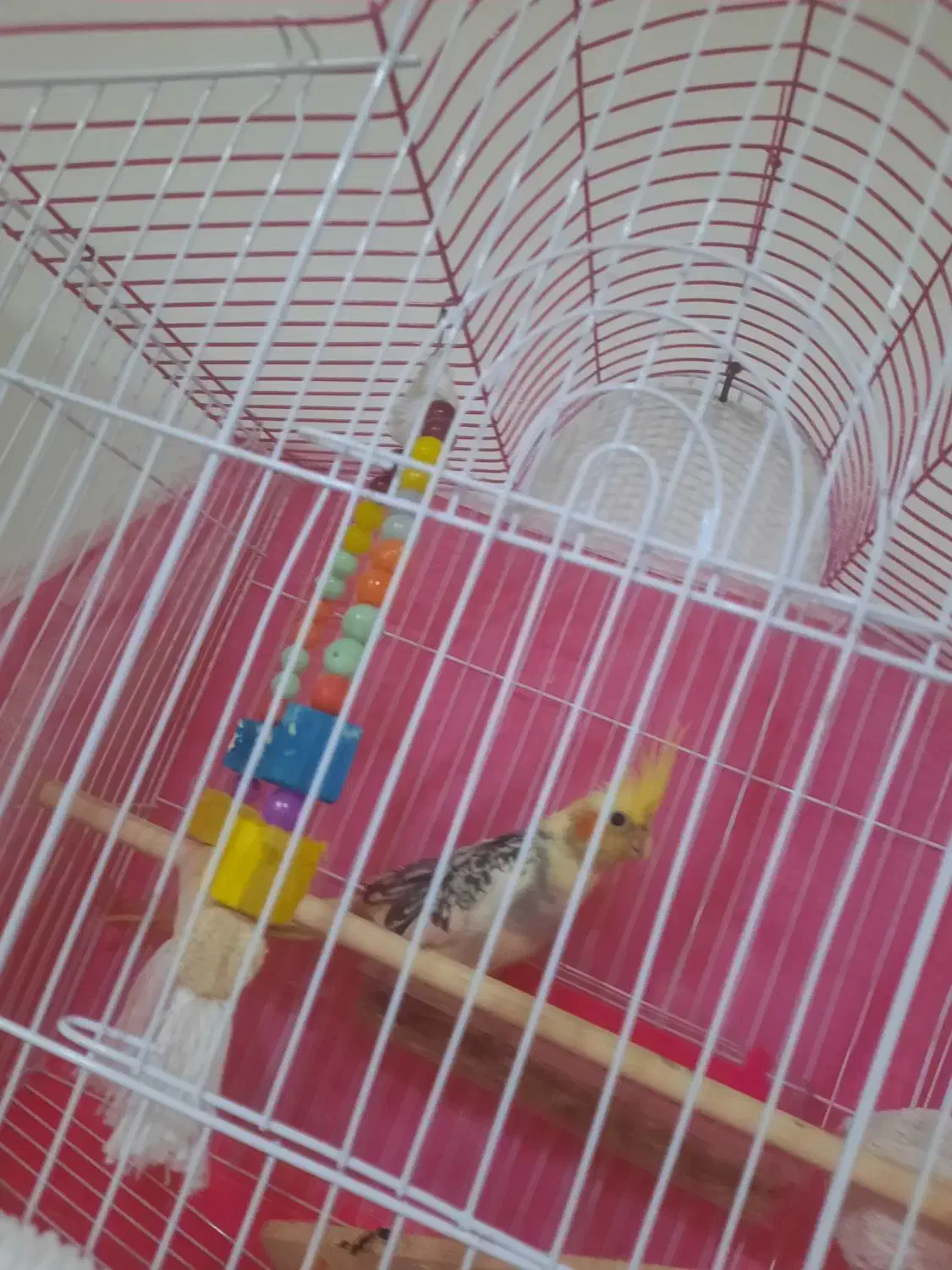 فروش عروس هلندی نر ۳ماهه فقط  تماس|پرنده|قائم‌شهر, |دیوار