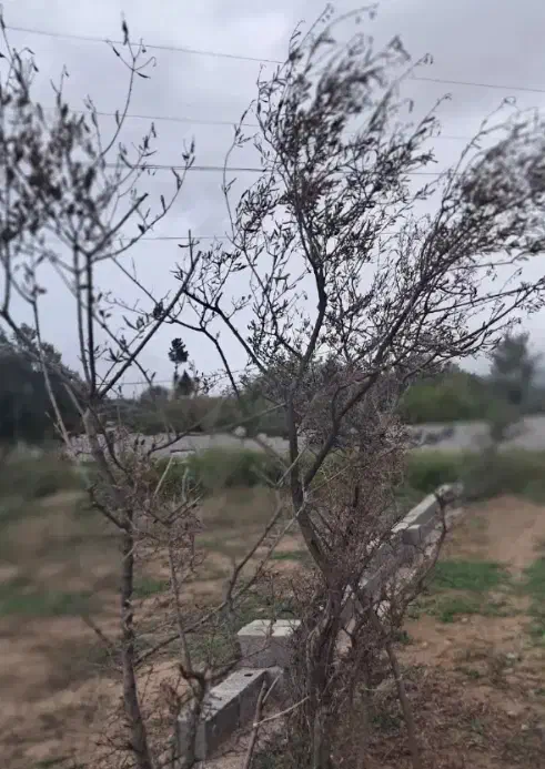 زمین مسکونی|فروش زمین و ملک کلنگی|رستمآباد, |دیوار