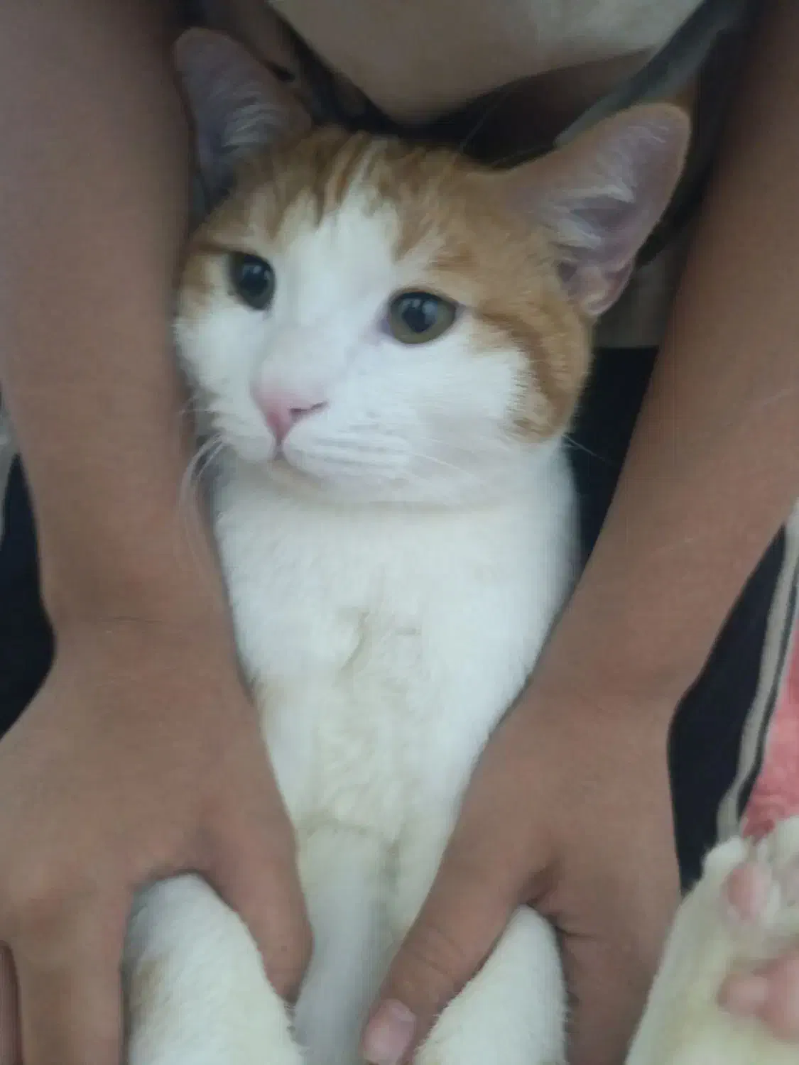 قیمت۳تومن|گربه|یزد, |دیوار