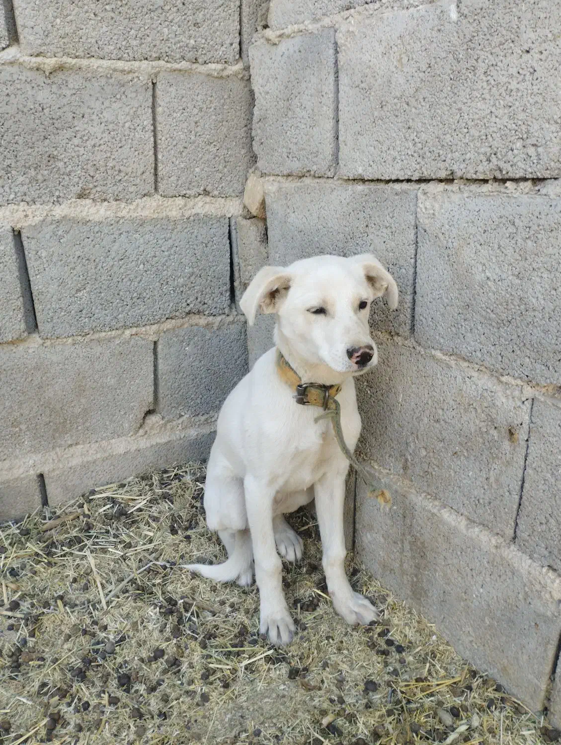 سگ سفید پاکوتاه|سگ|طبس, |دیوار