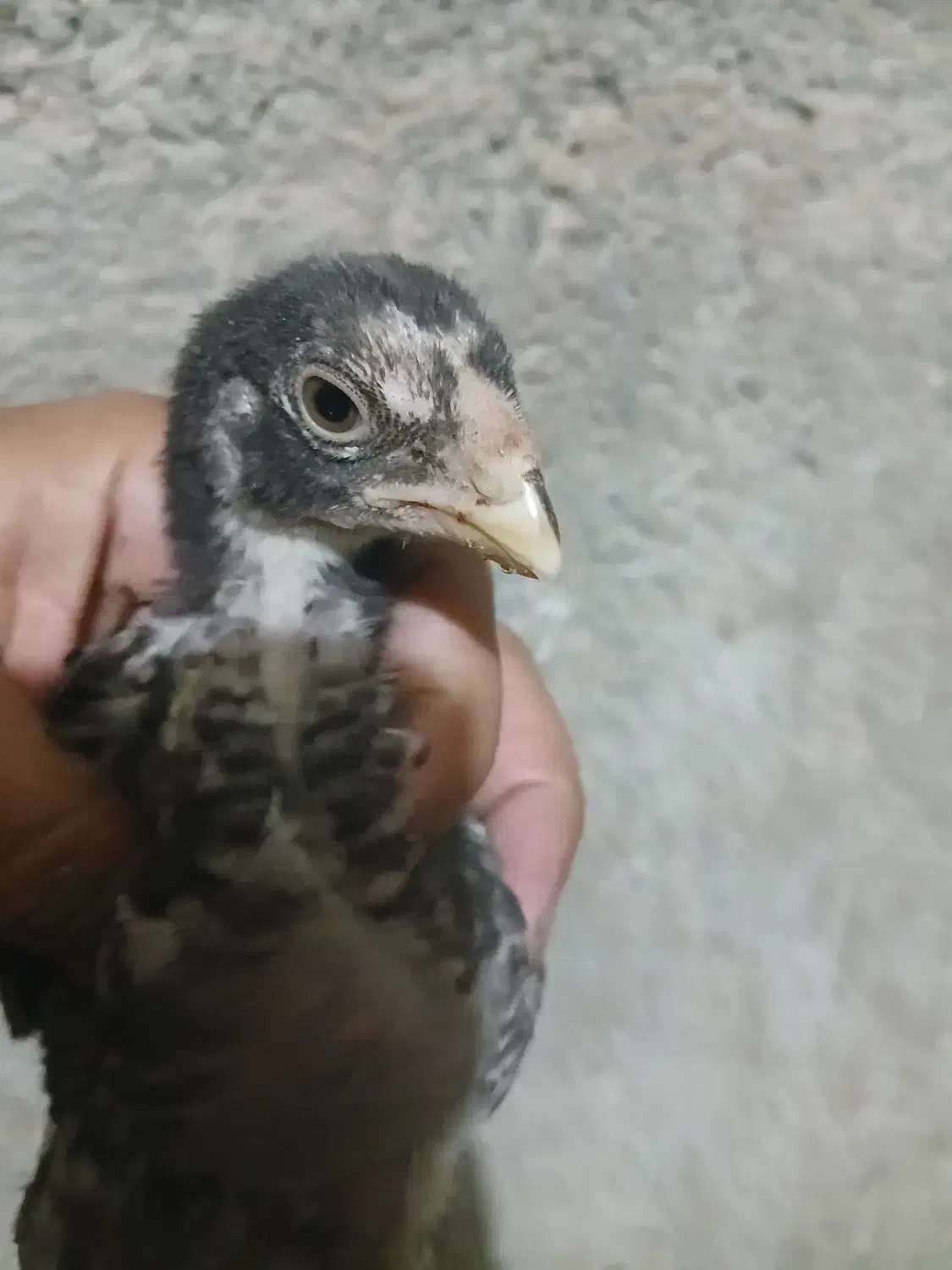 جوجه لاری|حیوانات مزرعه|شیراز, کوشک میدان|دیوار