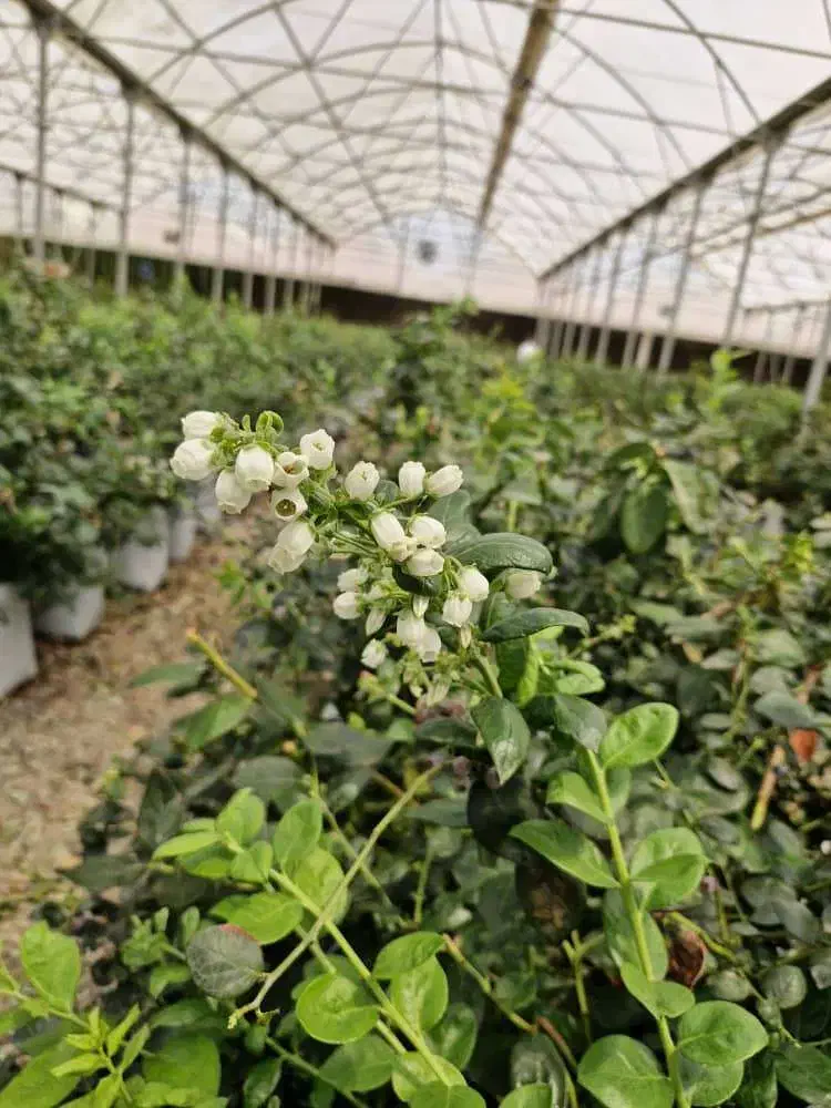 استخدام باغبان و کشاورز|استخدام صنعتی، فنی، مهندسی|جوادآباد, |دیوار