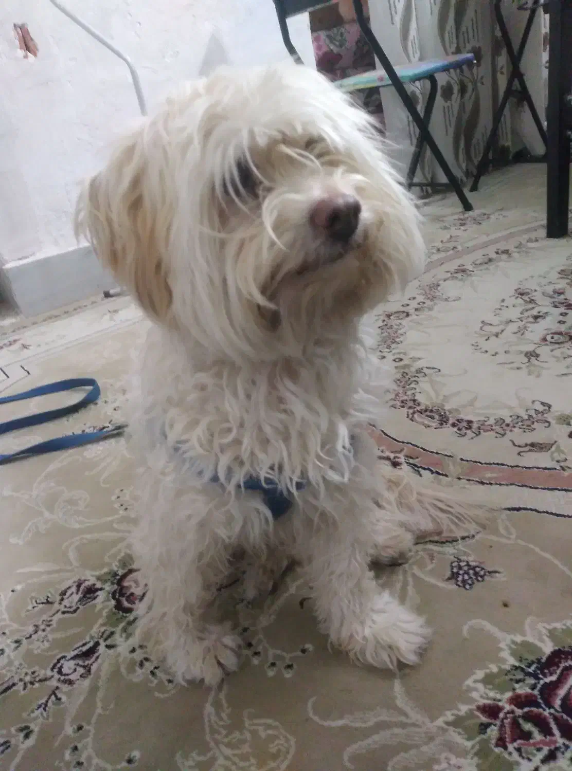 سگ خانگی|سگ|شاهرود, |دیوار