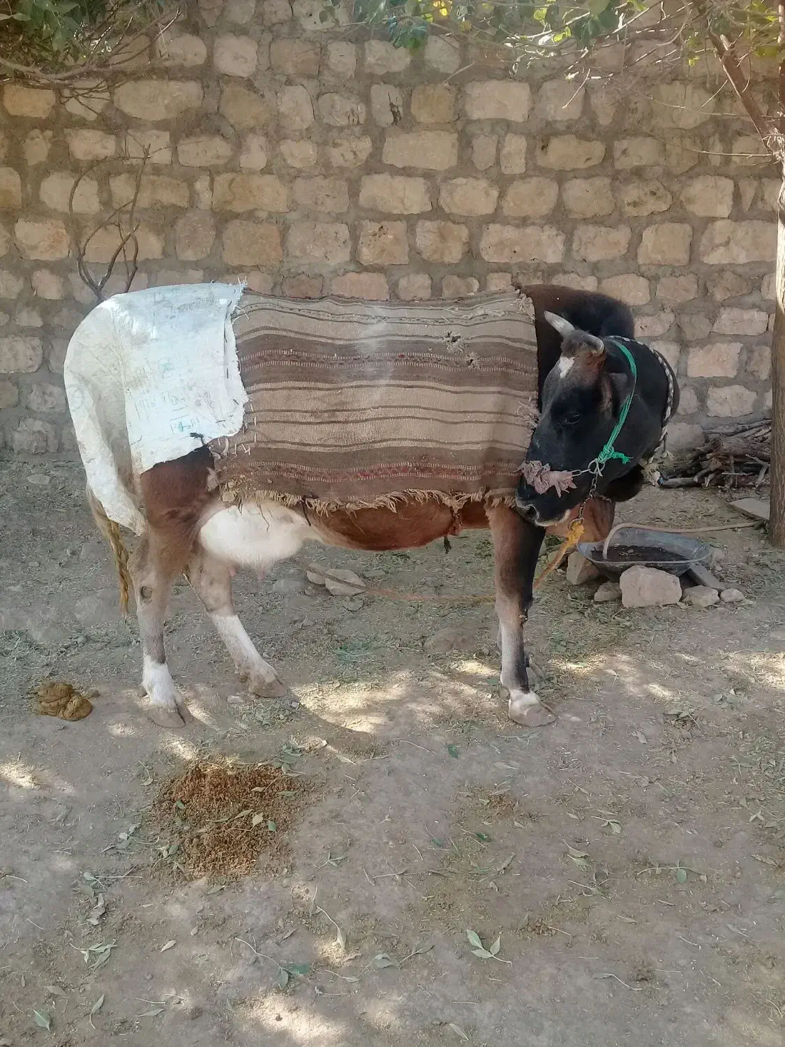 یک راس گاو با گوساله سمینتال|حیوانات مزرعه|گیلان غرب, |دیوار