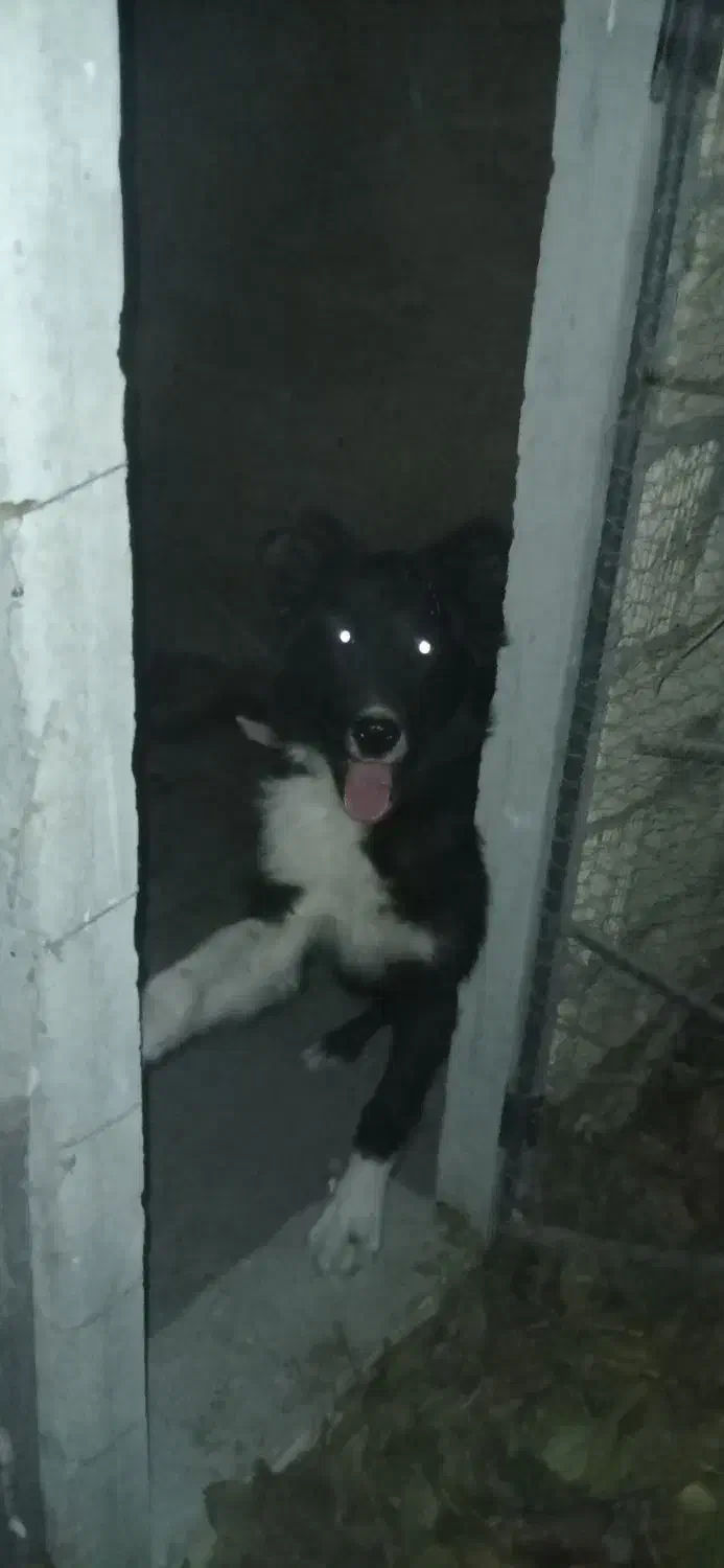 واگذاری سگ نر ۷ ماهه|سگ|باغ بهادران, |دیوار