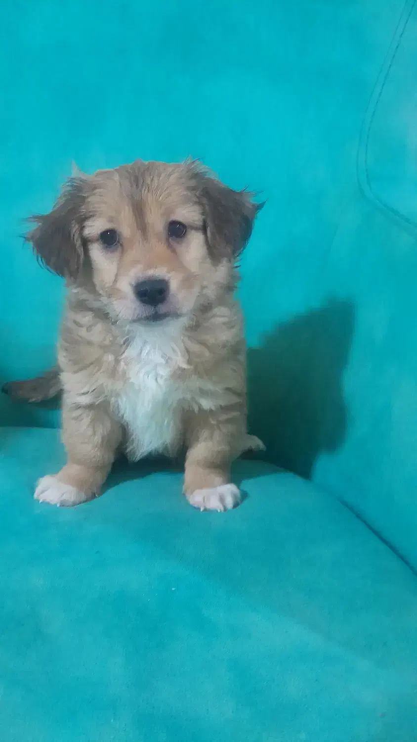 واگذاری شیتزو|سگ|گلستان (تهران), |دیوار