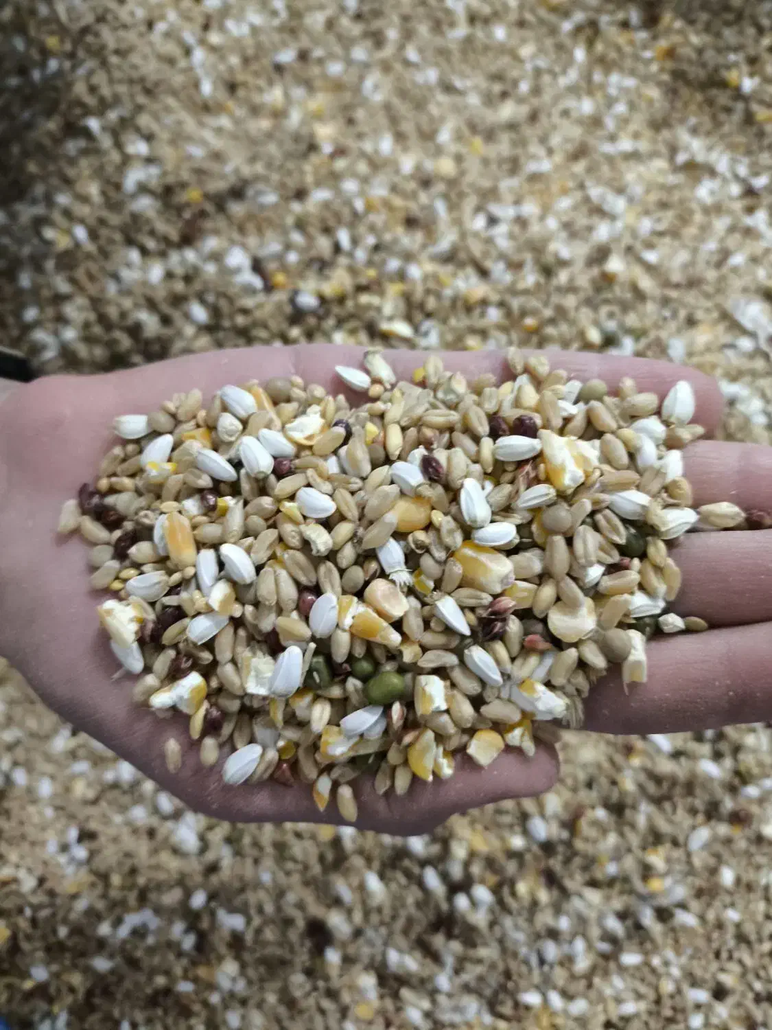 کفتر هفت تخم کفتر|لوازم جانبی حیوانات|شهر بابک, |دیوار