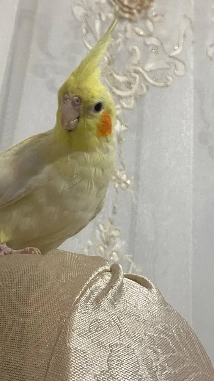 جوجه عروس هلندی|پرنده|اهر, |دیوار