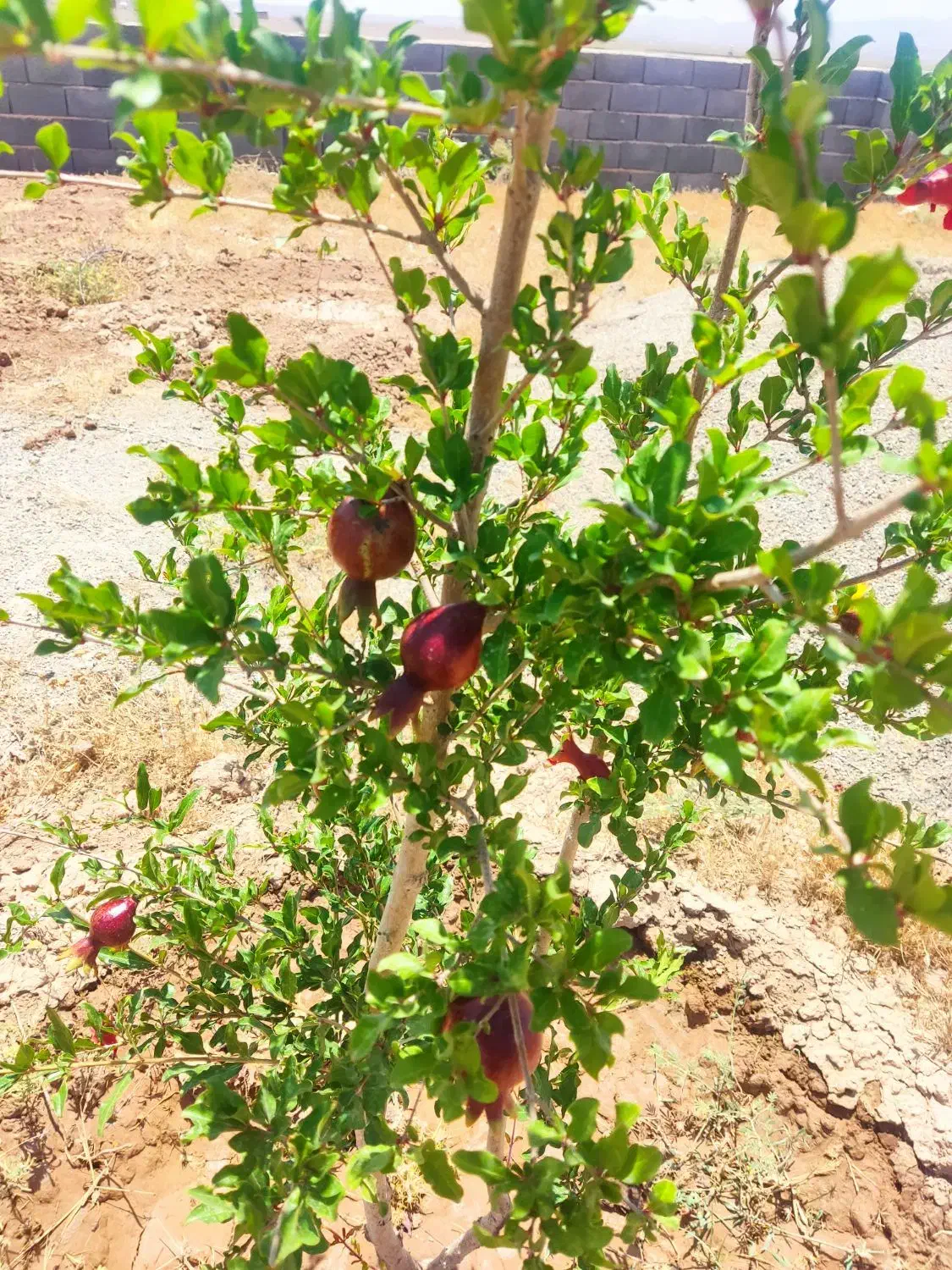 زمین باغ|فروش زمین و ملک کلنگی|زرندیه, |دیوار