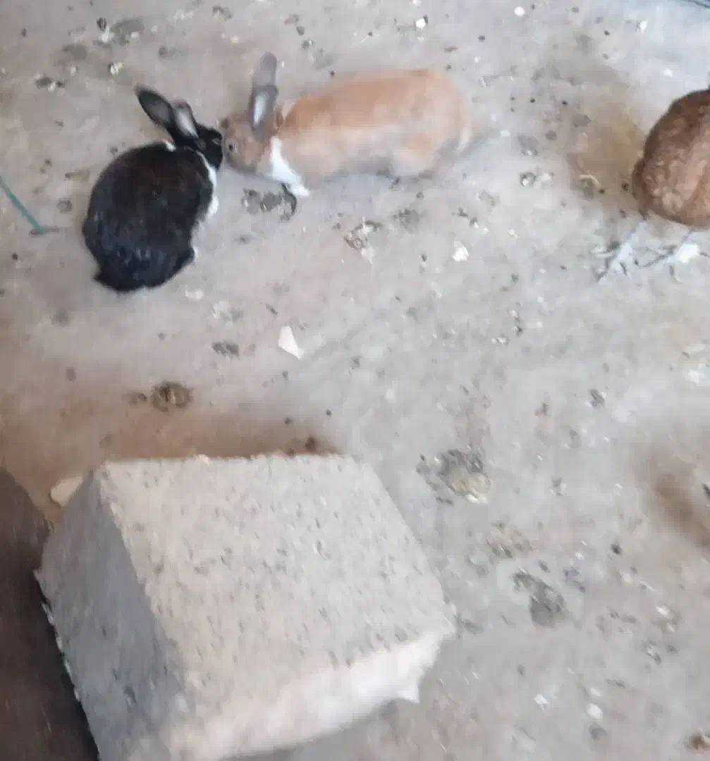 خرگوش|موش و خرگوش|مسجد سلیمان, |دیوار