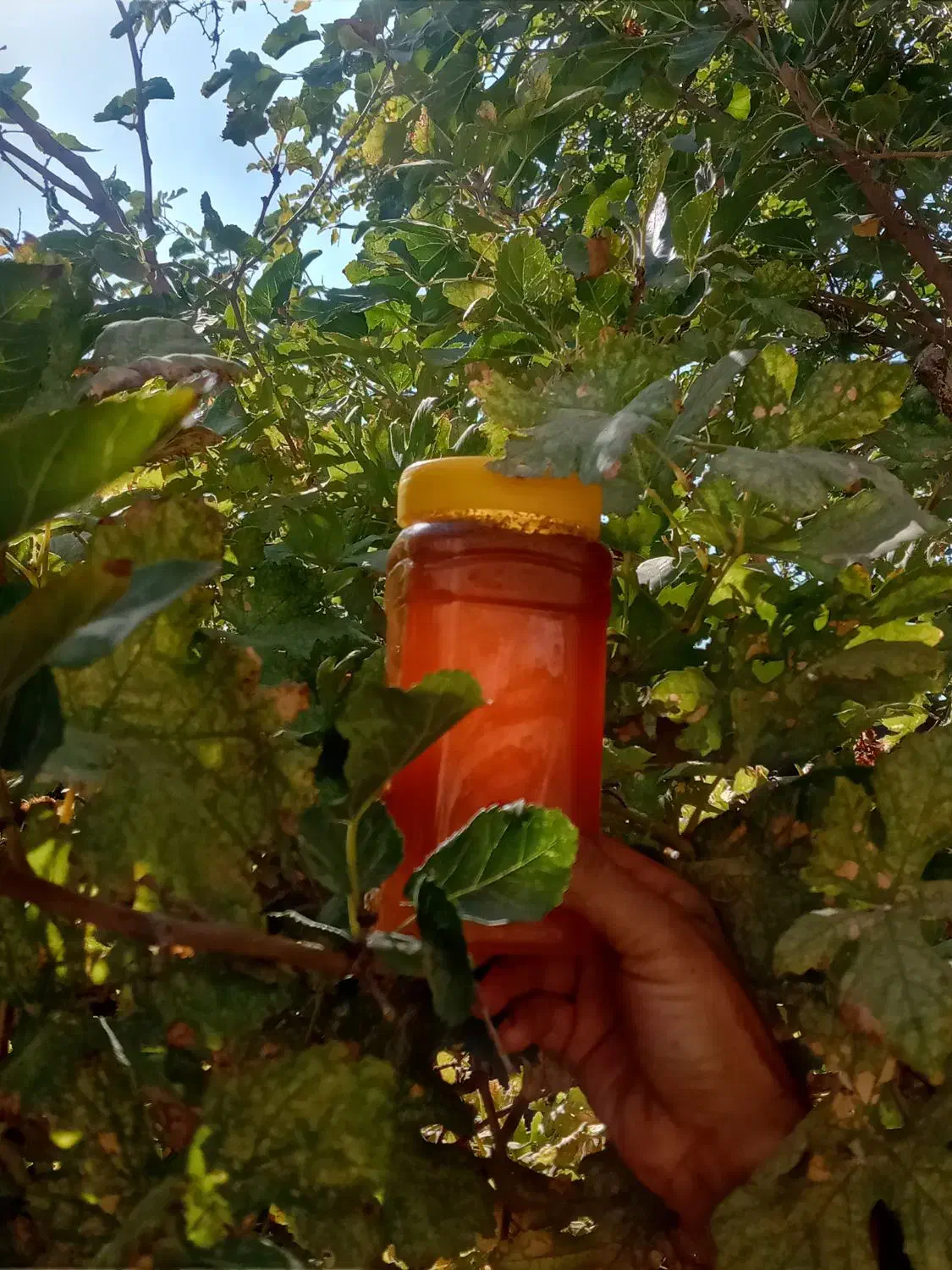 عسل طبیعی اویشن کوهی|خوردنی و آشامیدنی|مرودشت, تخت جمشید|دیوار