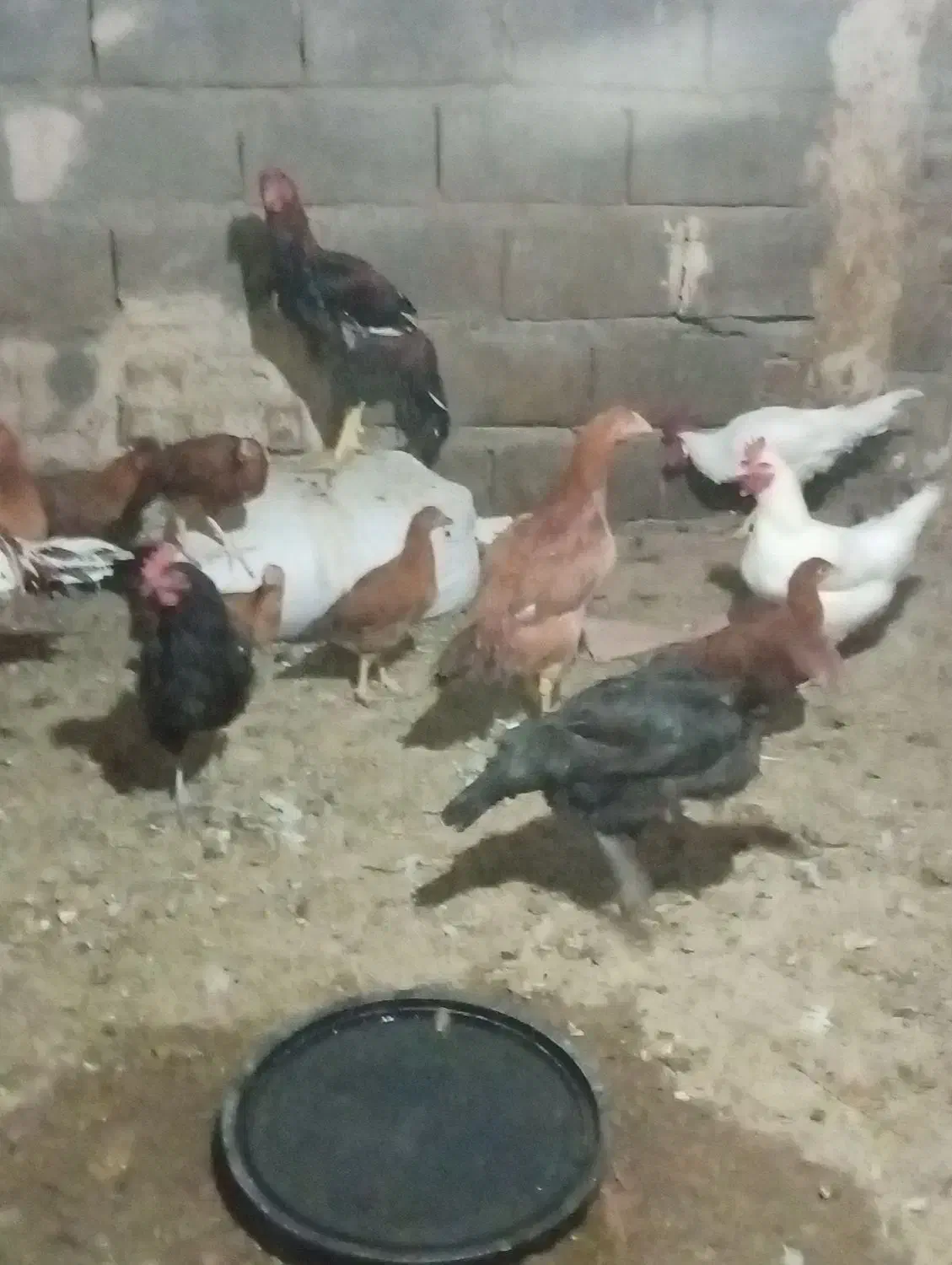 مرغو خروس|حیوانات مزرعه|تربت جام, مسکن ملی|دیوار