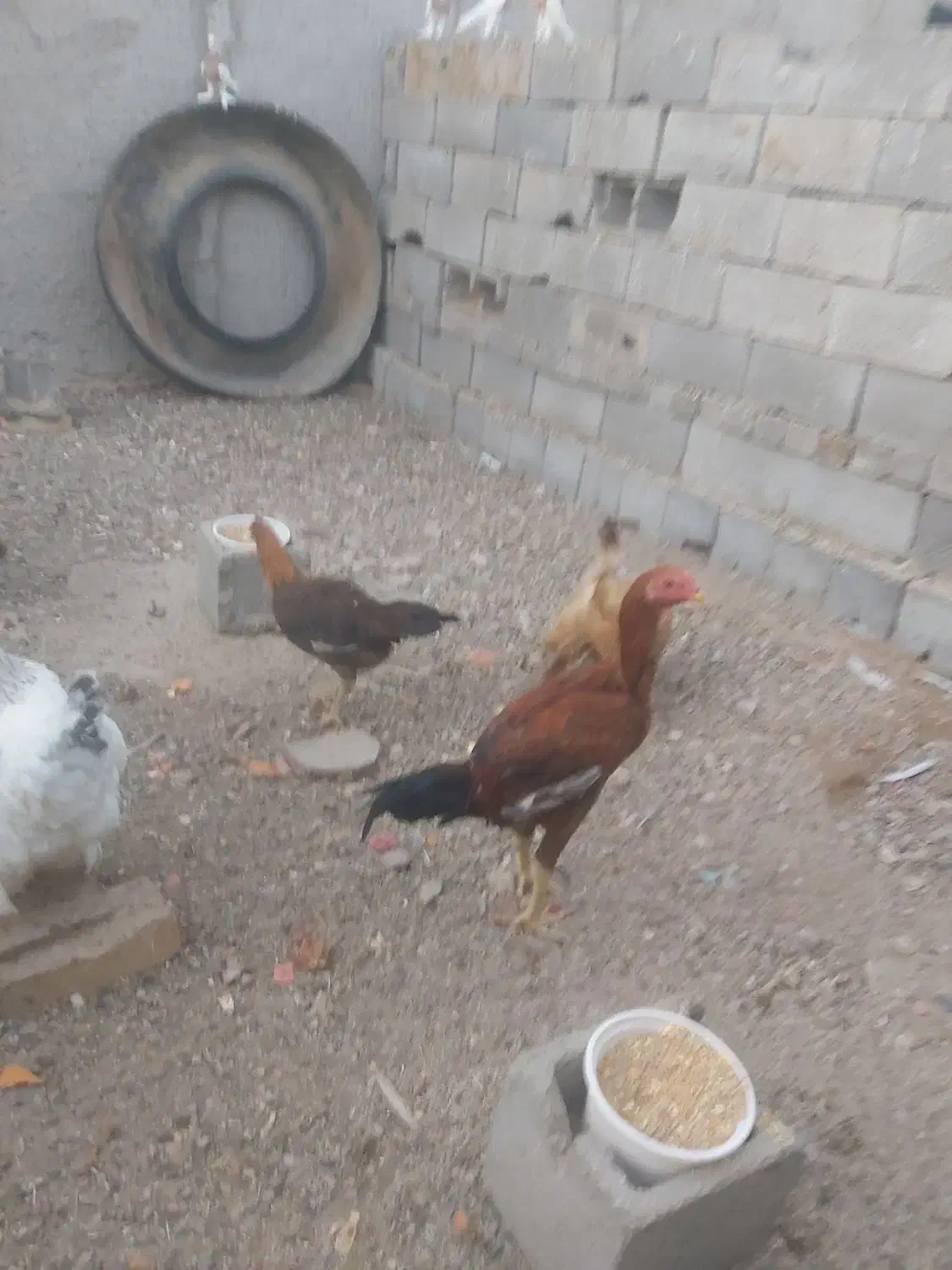 مرغ و خروس لاری|حیوانات مزرعه|بافق, |دیوار