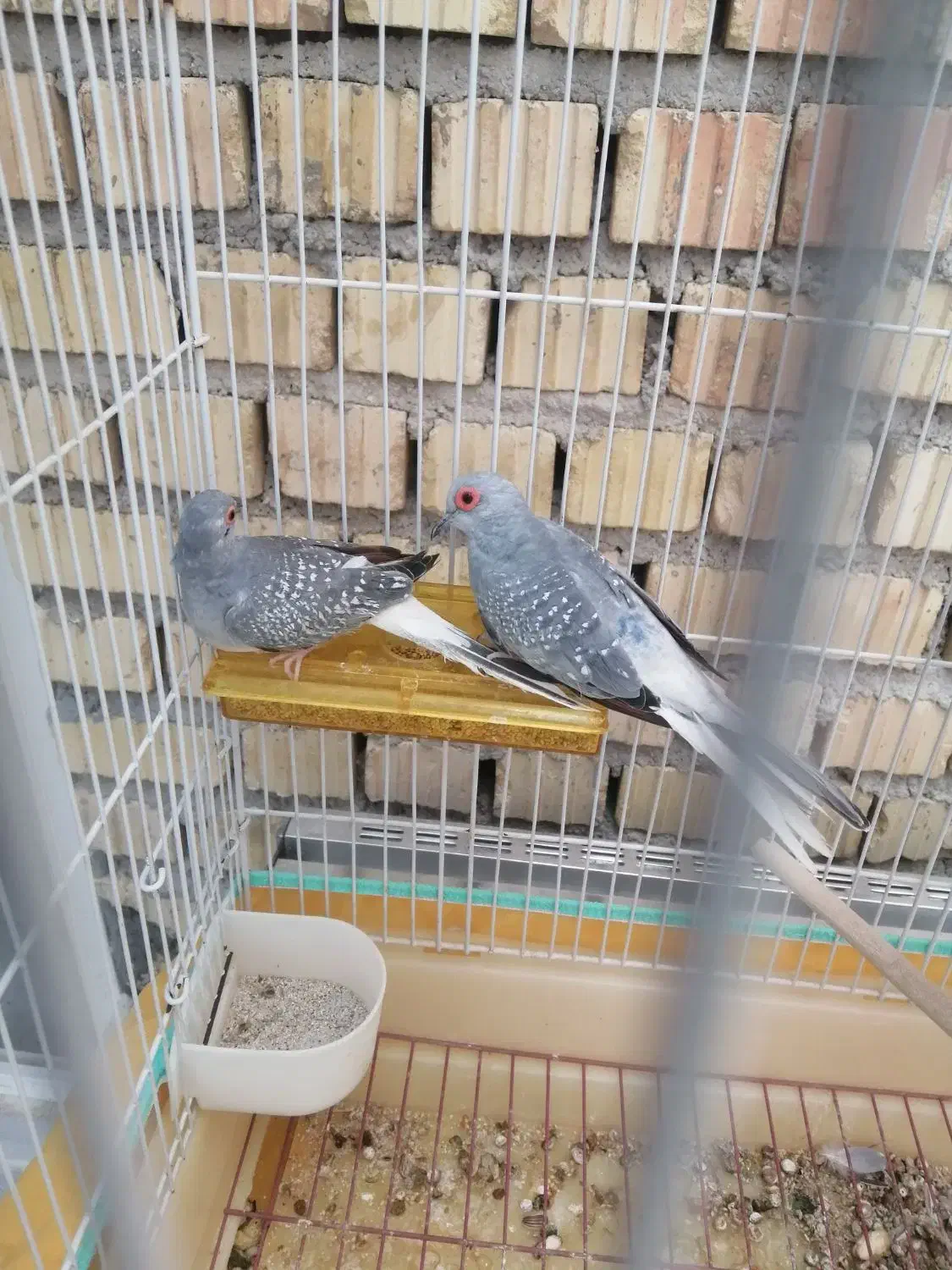 کبوتر الماسی زینتی ریز جثه تزئینی|پرنده|نی‌ریز, |دیوار