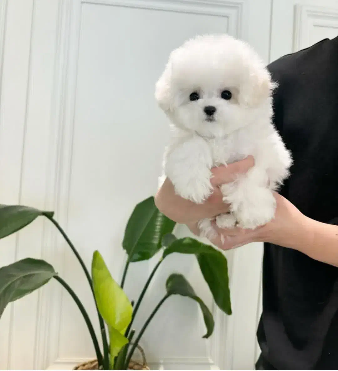 پوشیدل خانگی|سگ|تهران, مرزداران|دیوار