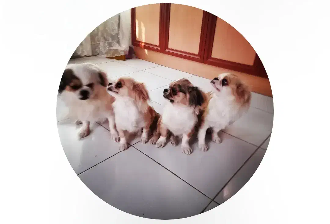 واگذاری سگ .رایگان|سگ|بندر انزلی, کلیور|دیوار