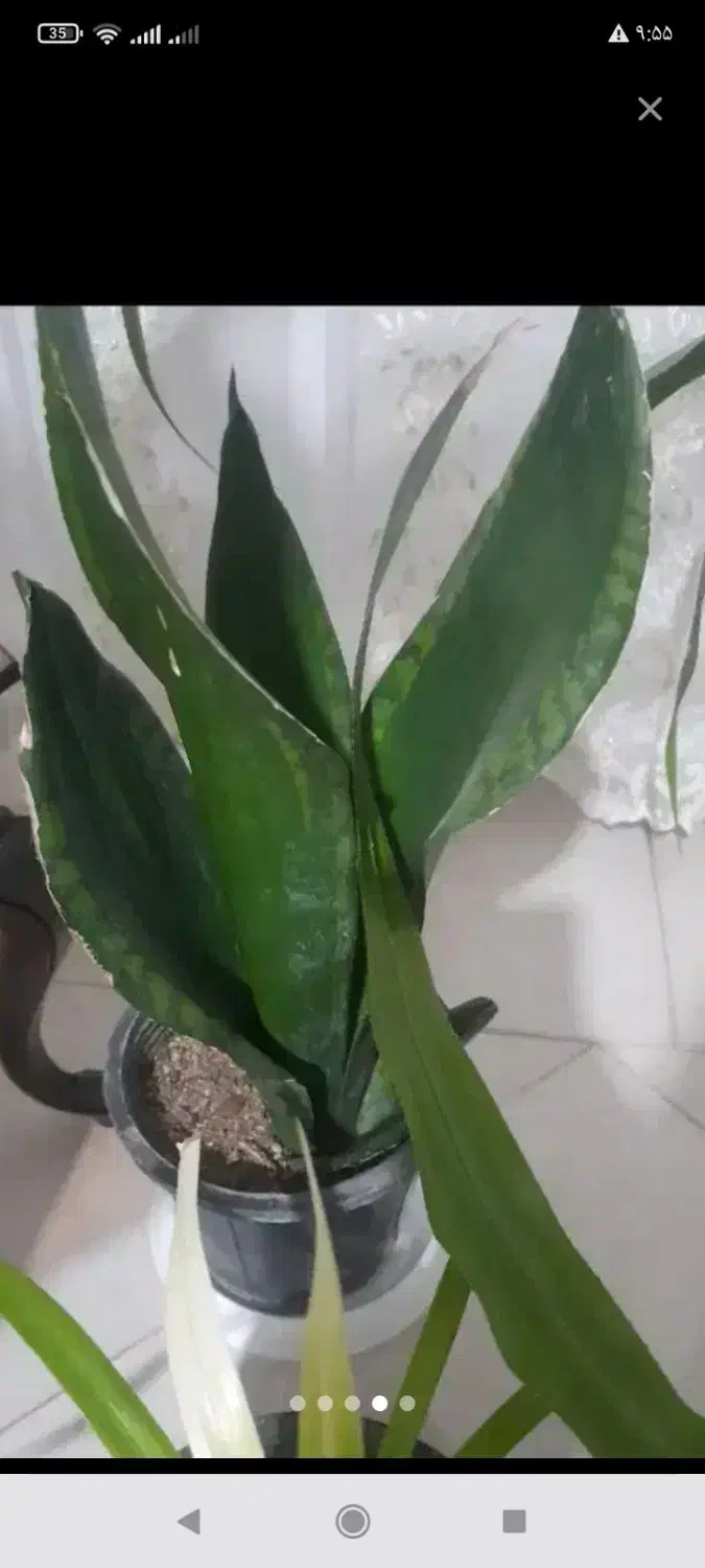 گل تنه درختی|گل و گیاه طبیعی|بروجرد, |دیوار