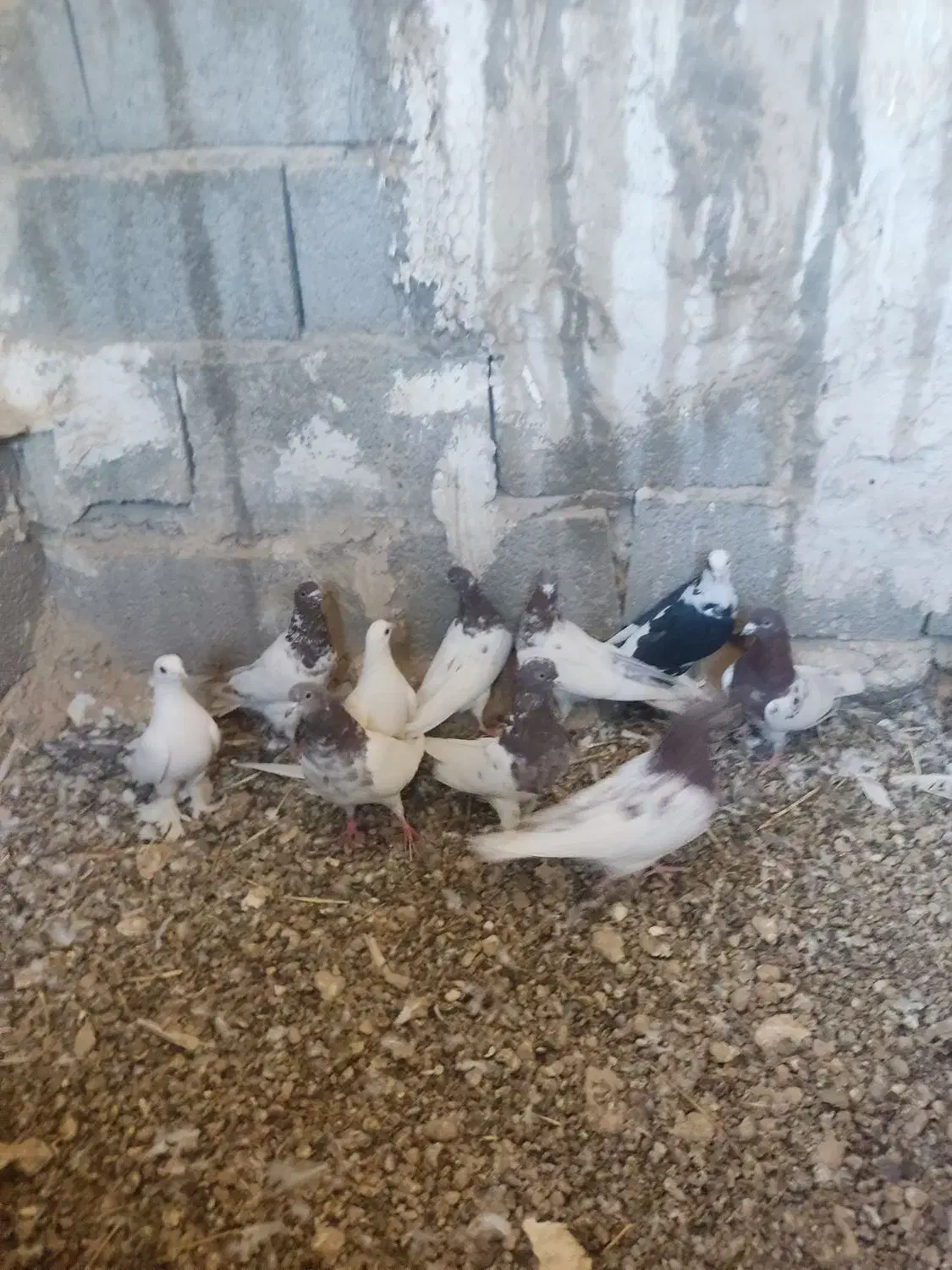 کبوتر|پرنده|اسکو, |دیوار