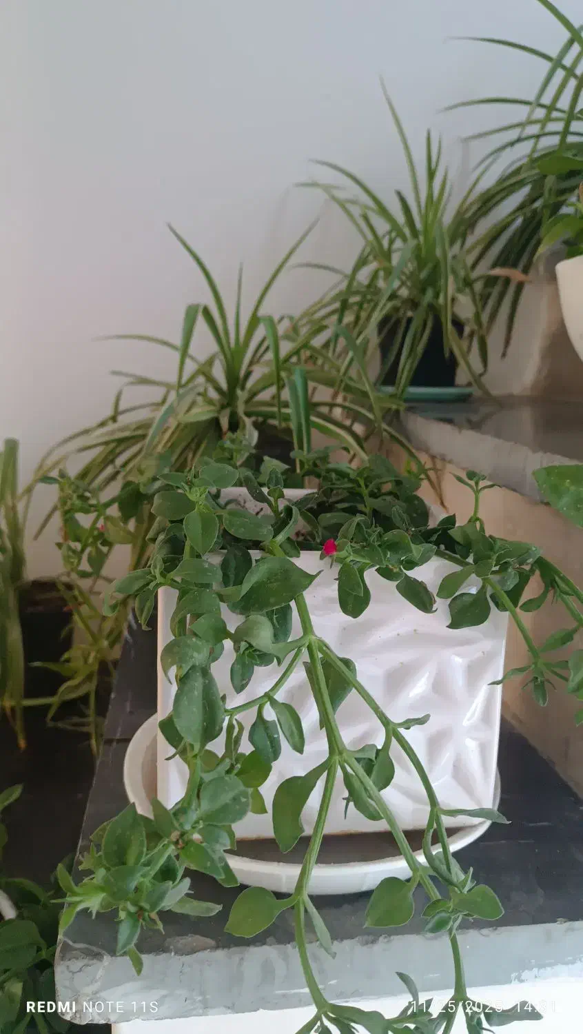 گل و گیاه|گل و گیاه طبیعی|سبزوار, پاسداران|دیوار