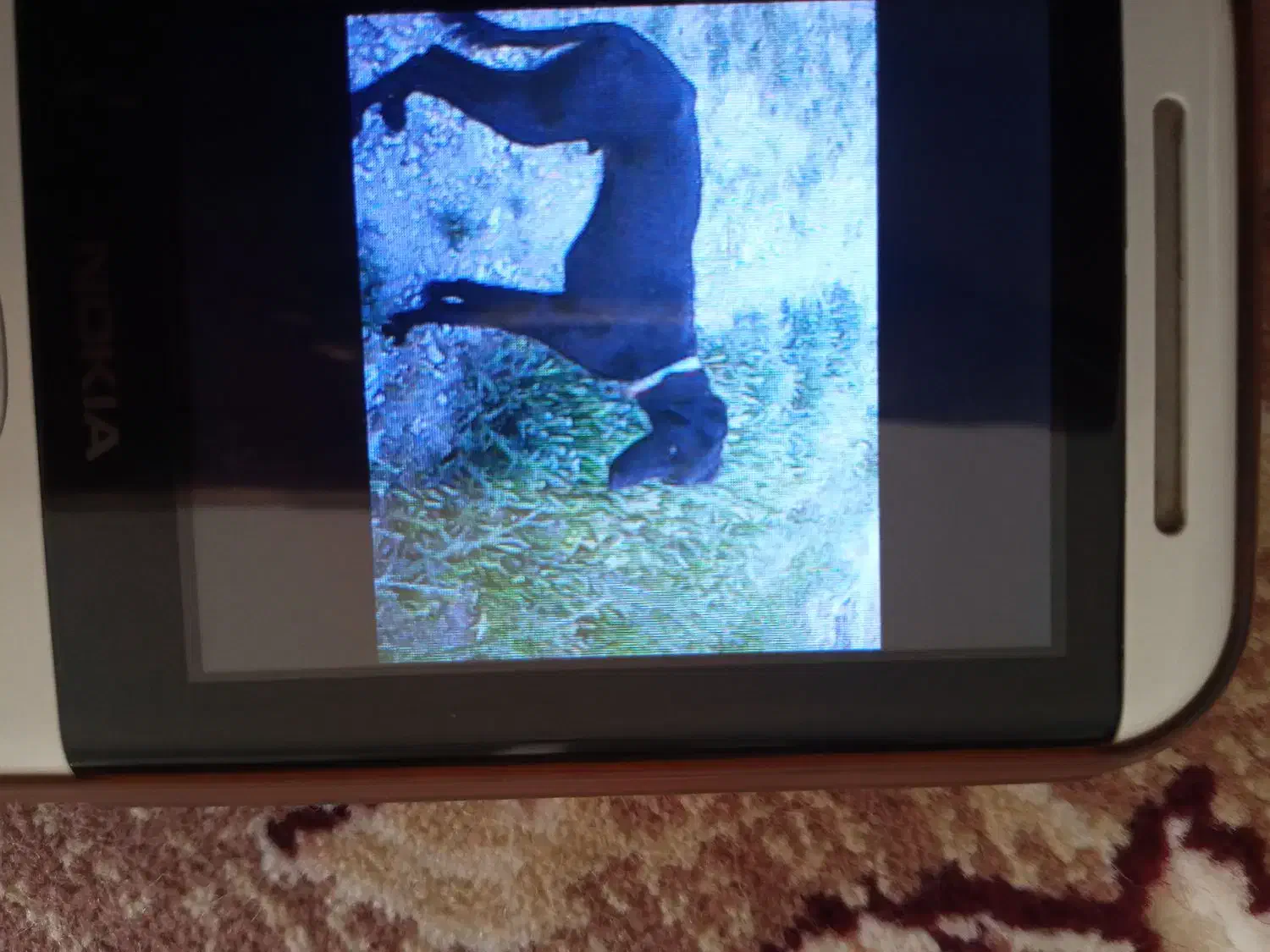 گمشده|حیوانات|بیجار, |دیوار