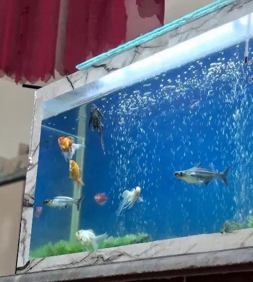 اکواریوم و ماهی|ماهی|سلماس, |دیوار