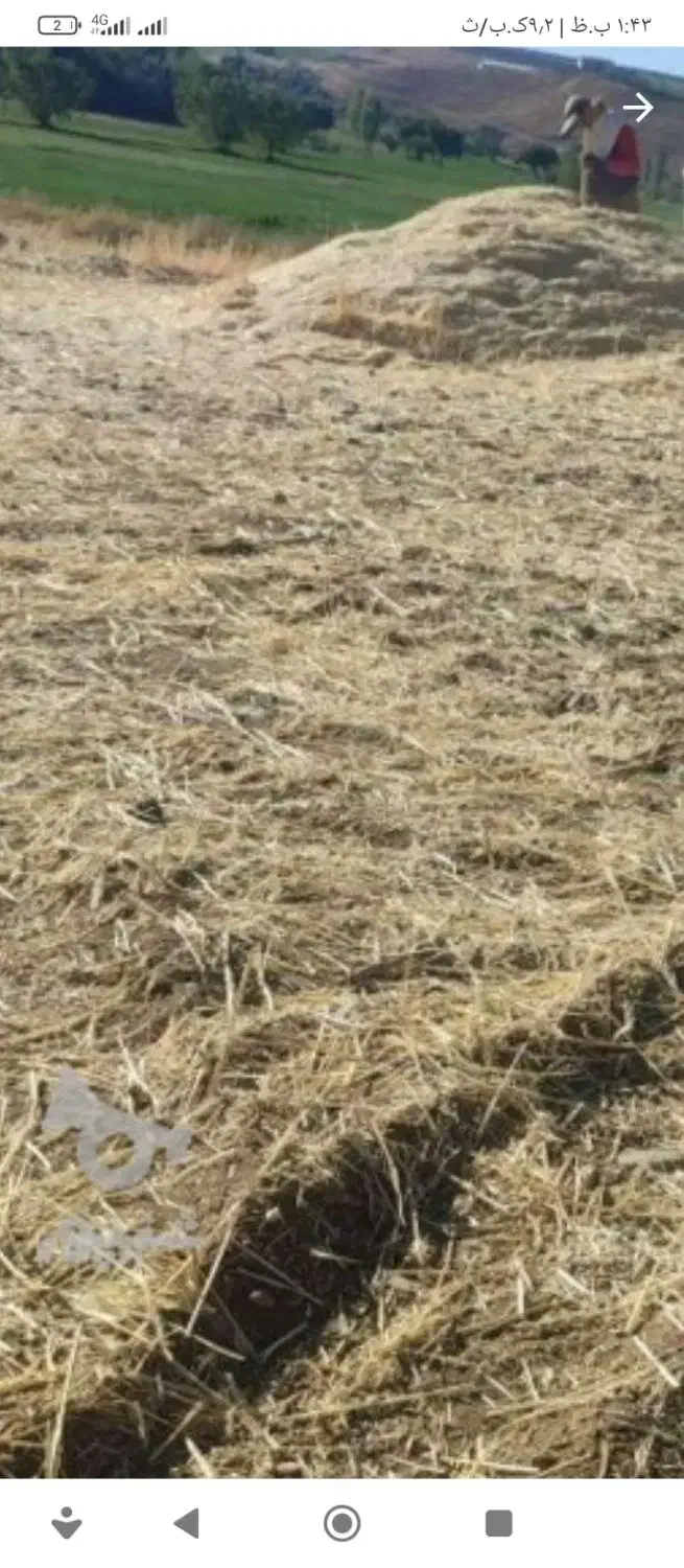 کاه لوبیا و کاه ذرت|لوازم جانبی حیوانات|مریوان, |دیوار