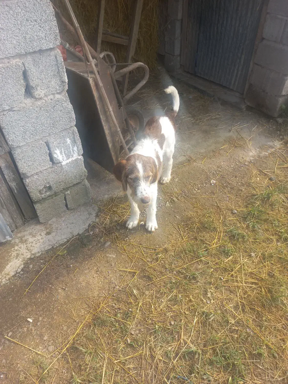 توله سگ شکاری موسمی نر|سگ|کوچصفهان, |دیوار