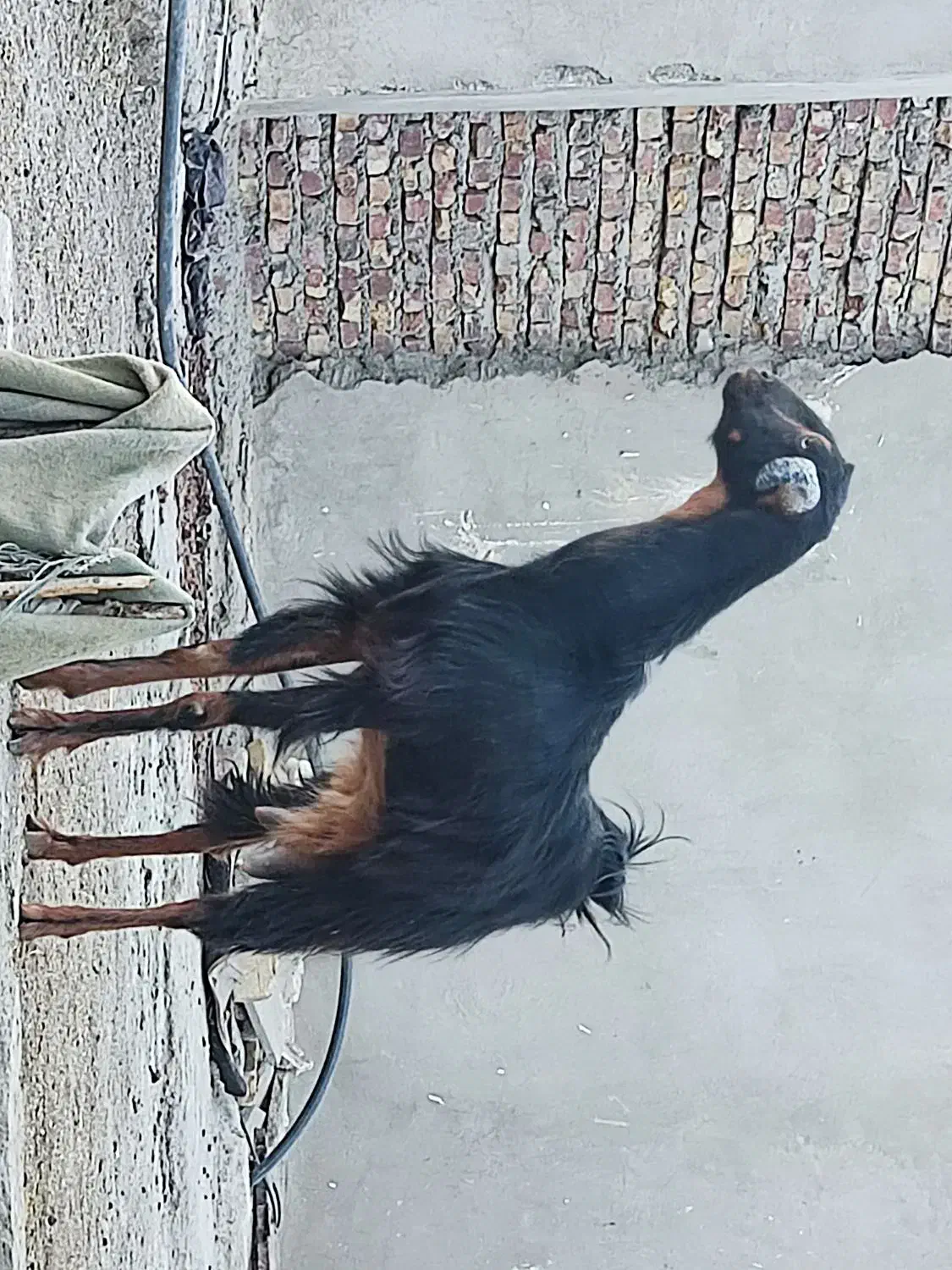 بز فروشی|حیوانات مزرعه|سراوان, |دیوار