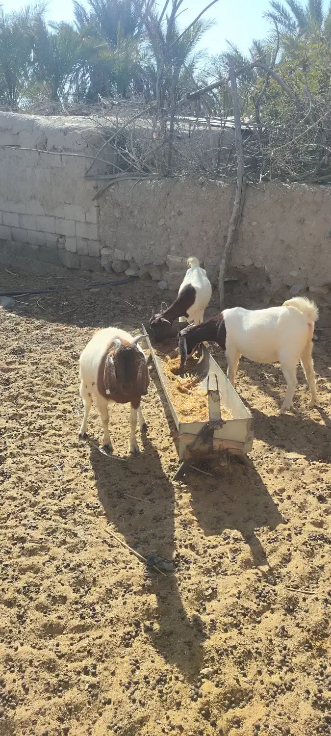 گوسفند|حیوانات مزرعه|ارزوئیه, |دیوار