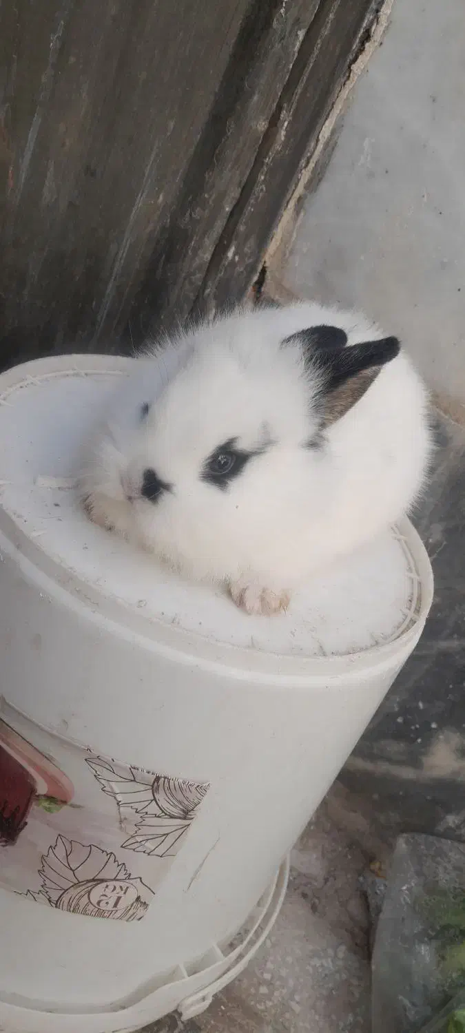 بچه خرگوش لوپ|موش و خرگوش|سبزوار, پاسداران|دیوار