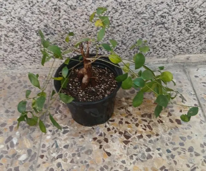 گل بنسای|گل و گیاه طبیعی|شیراز, پودنک|دیوار