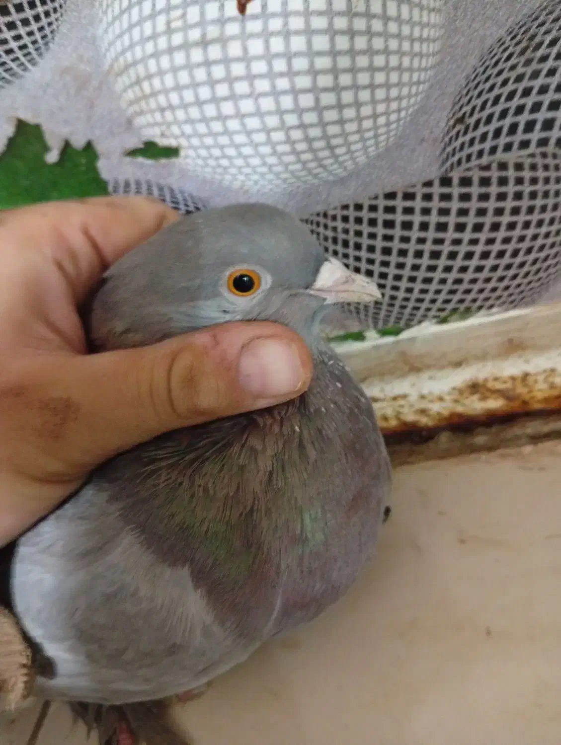 کفتر گوگ ماده|پرنده|امیدیه, |دیوار