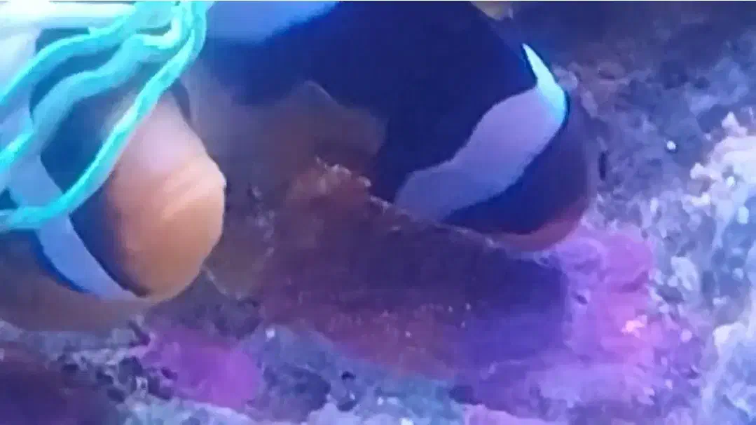 دلقک آلاردی آب شور مولد|ماهی|قم, مسجد امام حسن|دیوار