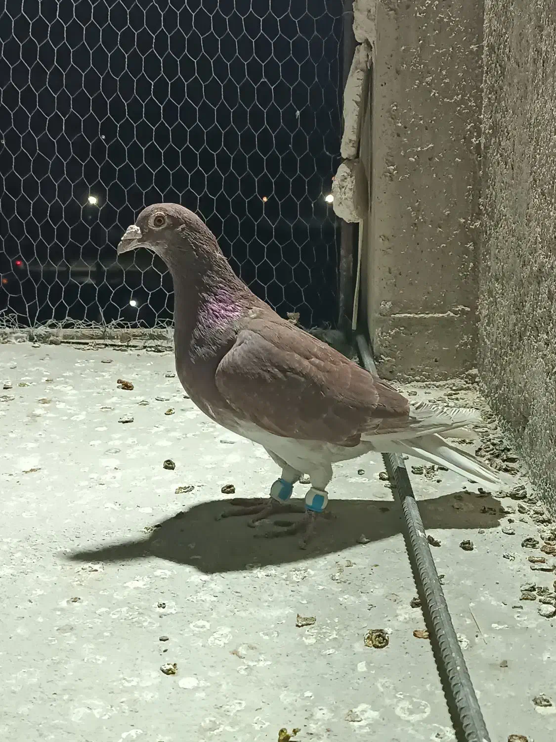 دورگ صید پرشی|پرنده|بجنورد, |دیوار