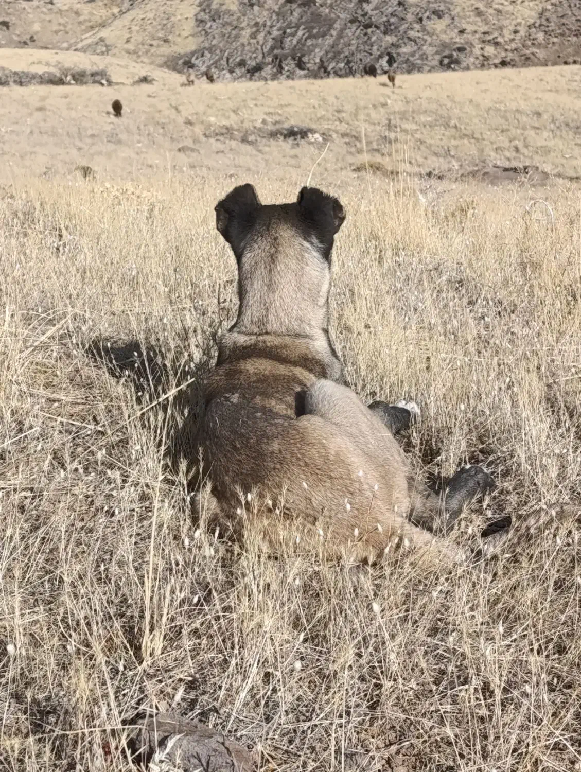 توله اصیل سرابی|سگ|مهربان, |دیوار