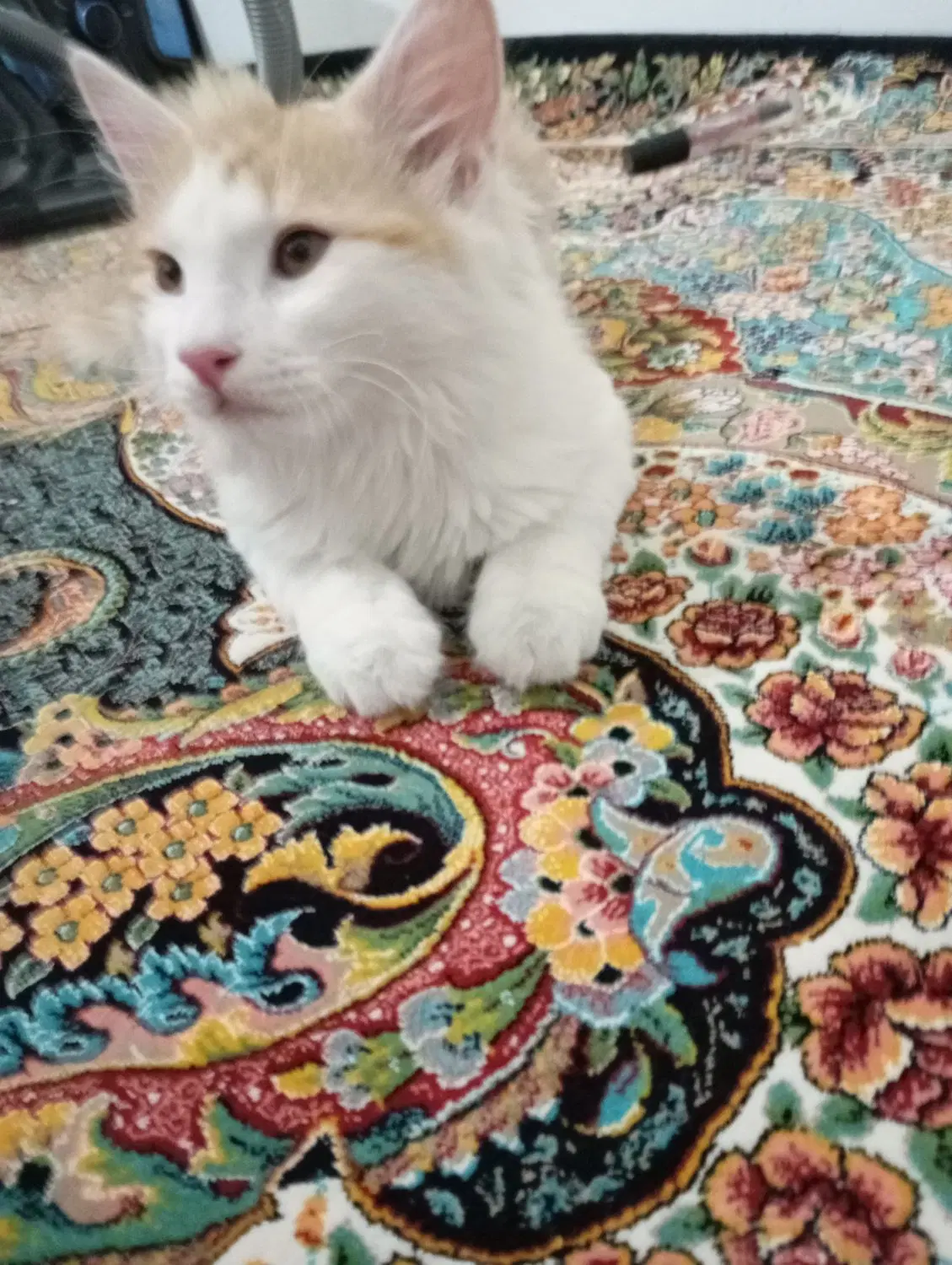 گربه dsh|گربه|چهارباغ, |دیوار