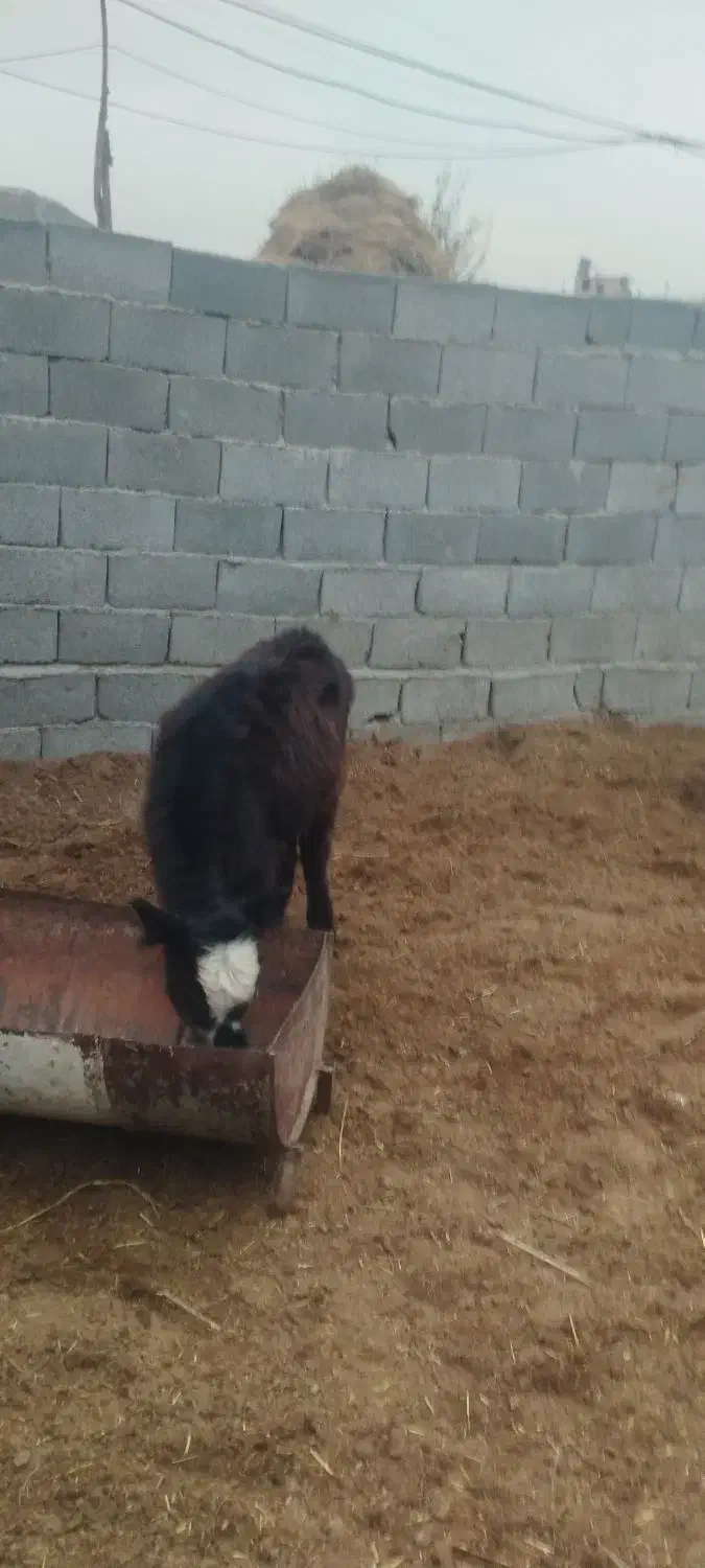 گوساله گوسفند بره|حیوانات مزرعه|وحیدیه, |دیوار