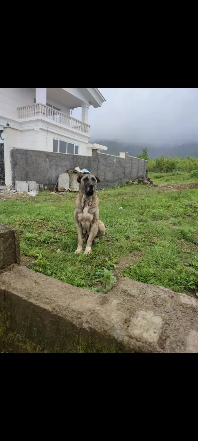 ماده سرابی فول|سگ|چابکسر, |دیوار