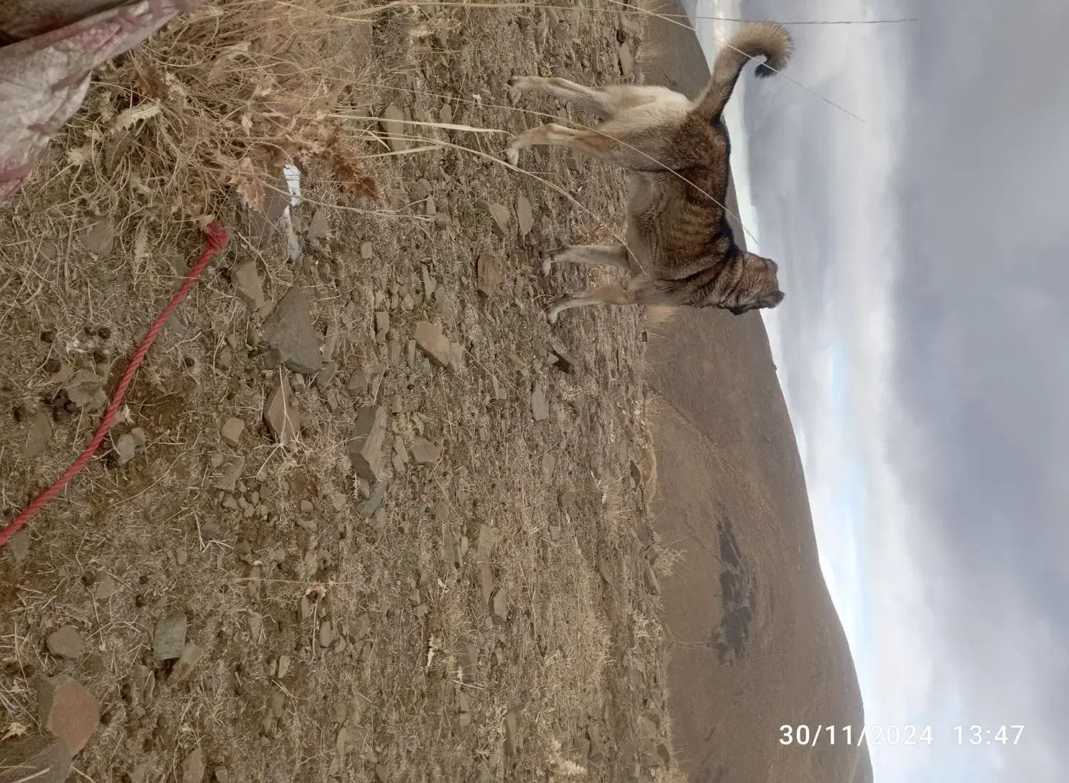 سگ گله|سگ|قره پشتلو, |دیوار