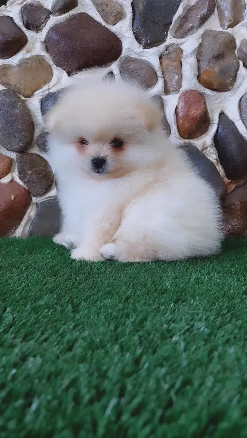 سگ آپارتمانی پامرانین|سگ|مراغه, |دیوار