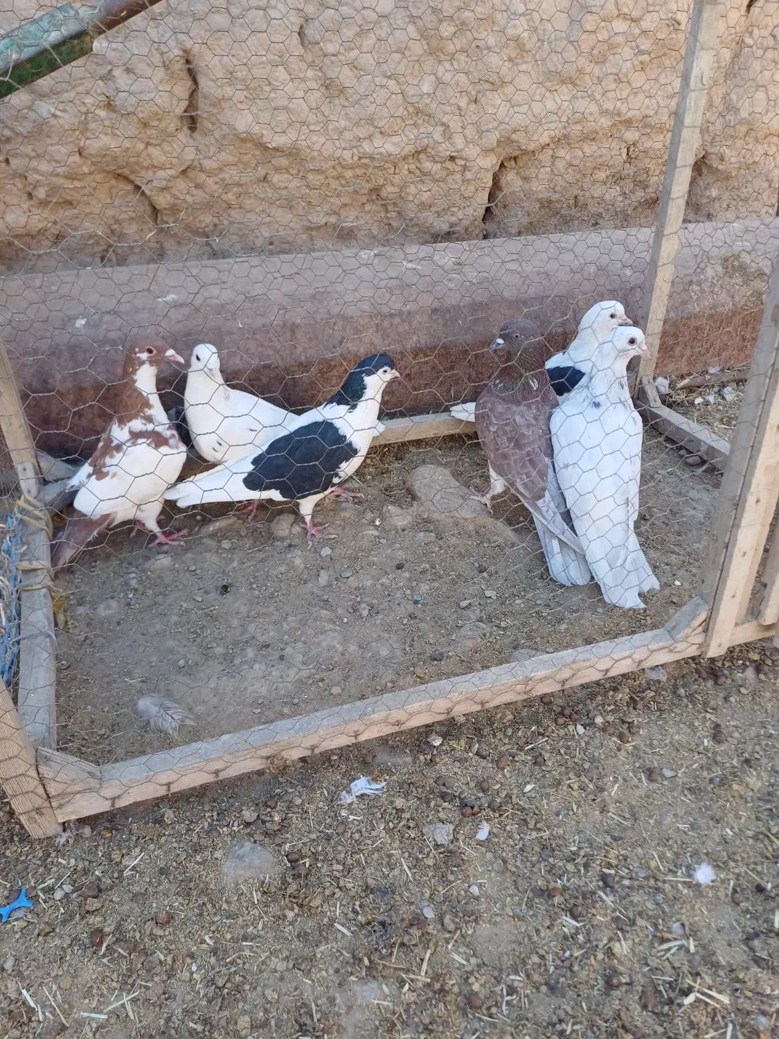 کفتر|پرنده|اسفراین, |دیوار