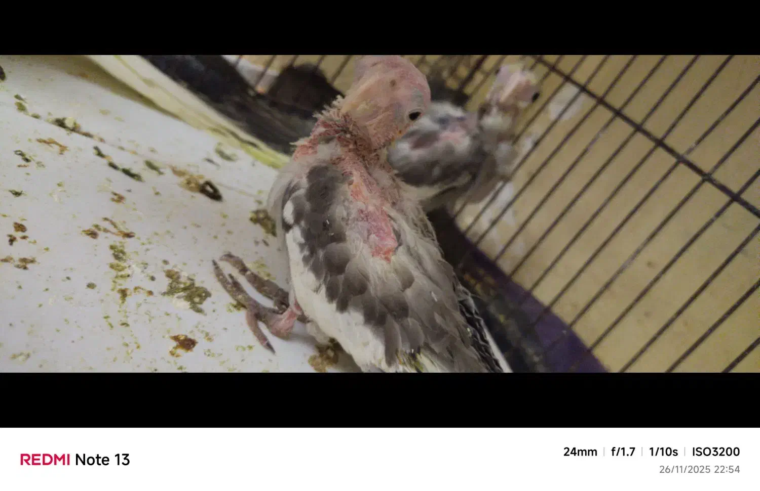 جوجه عروس هلندی|پرنده|سرخنکلاته, |دیوار