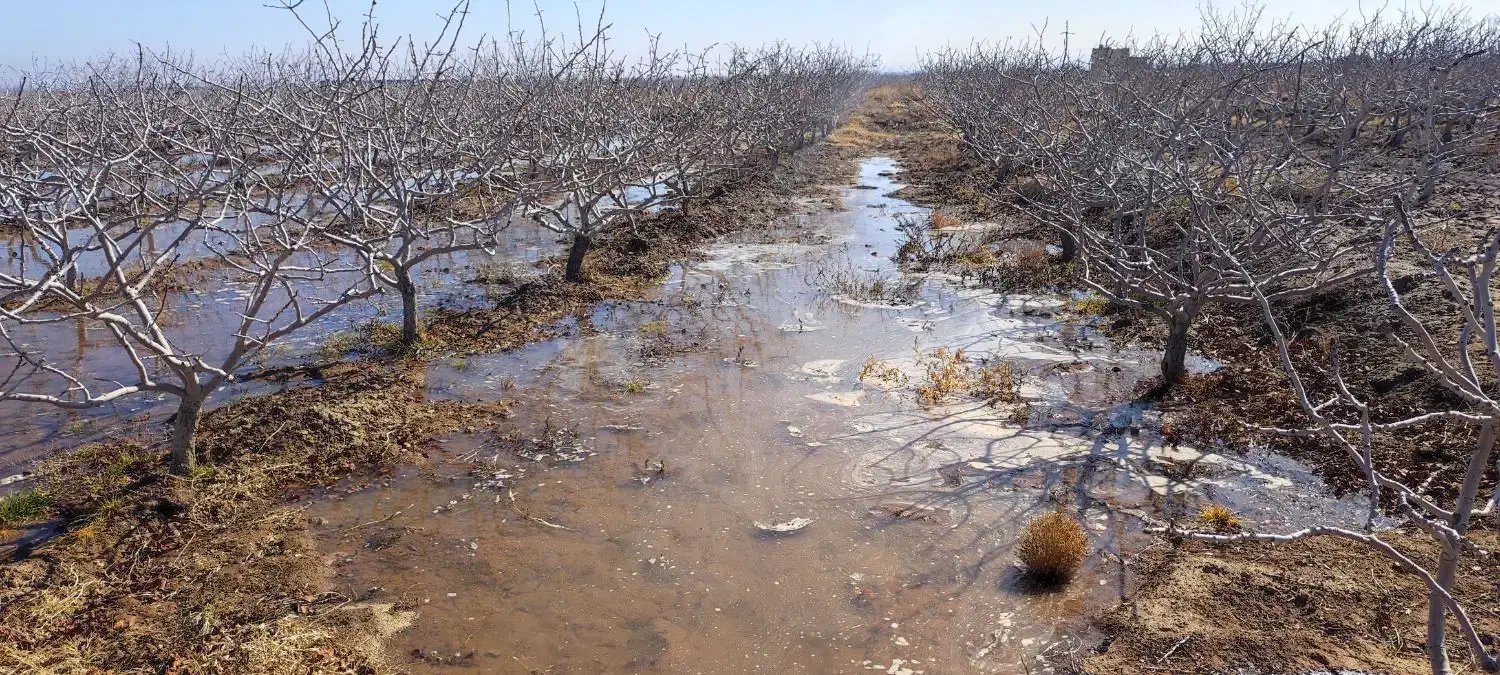 باغ پسته 25 ساله|فروش دفتر صنعتی، کشاورزی، تجاری|نیشابور, دربقاضی|دیوار