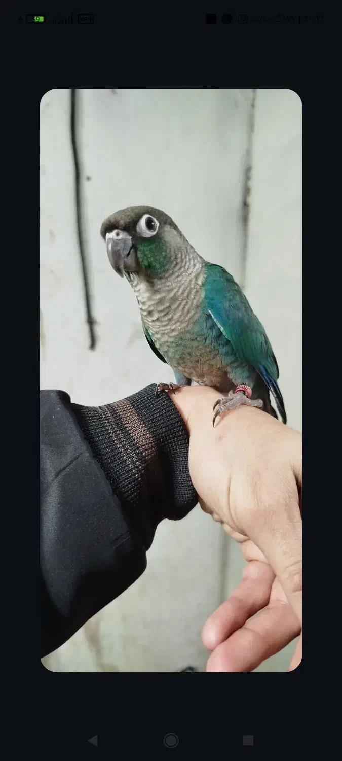 تراکوییس نرمال بالغ آماده جفت|پرنده|قائمشهر, |دیوار