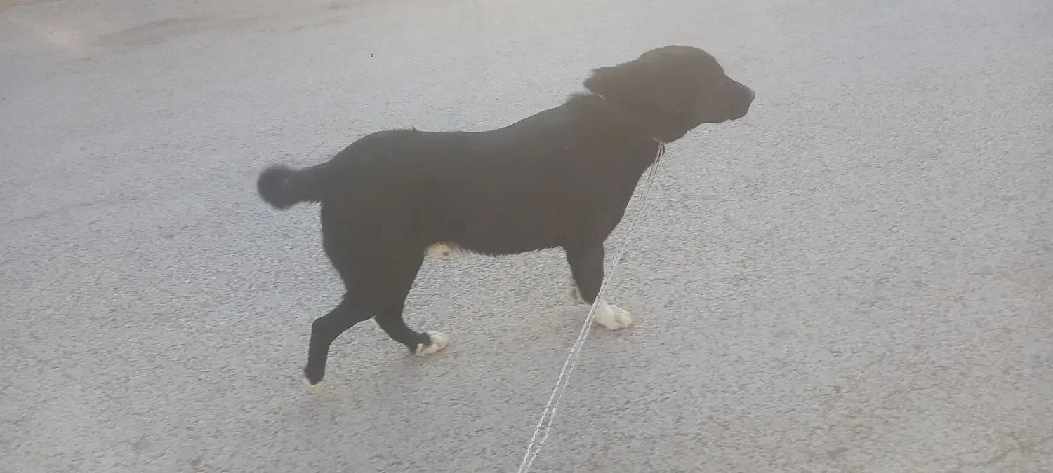 کبوتر|سگ|فامنین, |دیوار