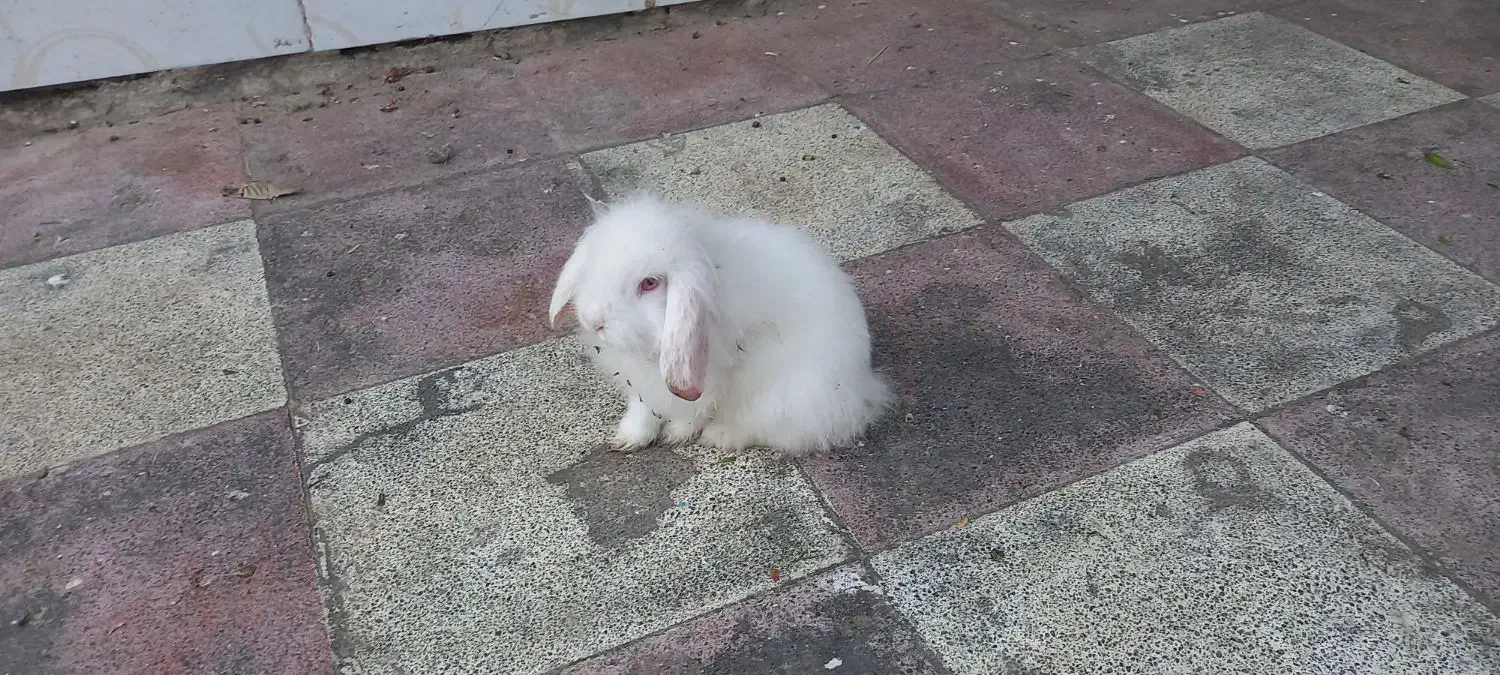 خرگوش لوپ بالغ و ماده|موش و خرگوش|گرگان, |دیوار